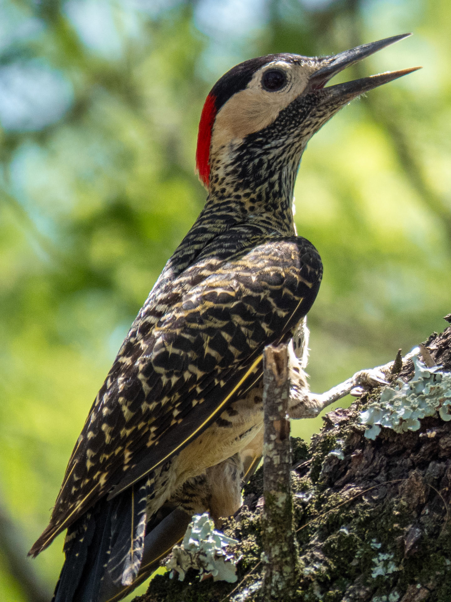 Green-barred Woodpecker, Parque Nacional Río Pilcomayo