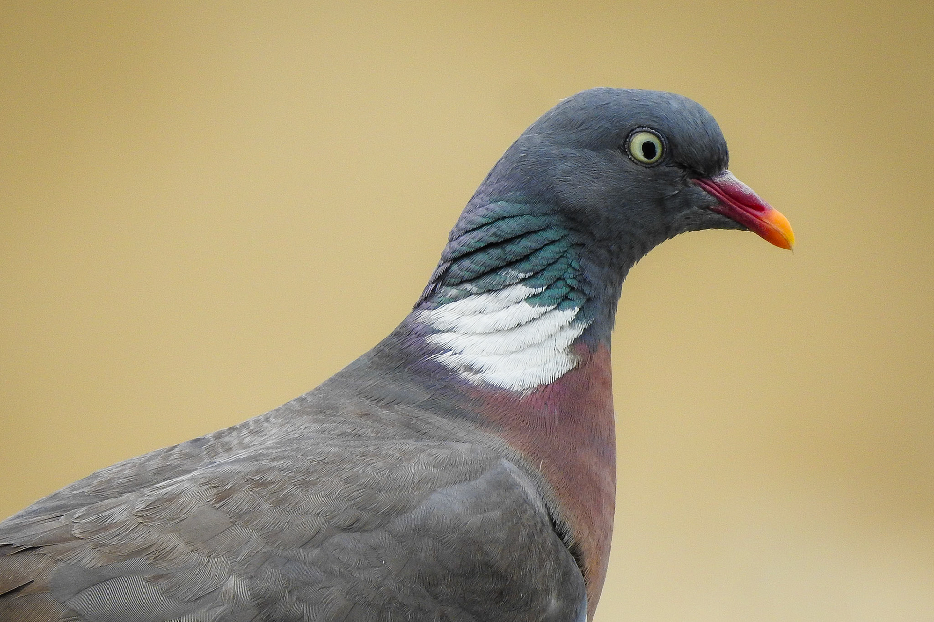 Common Wood-Pigeon, Paris