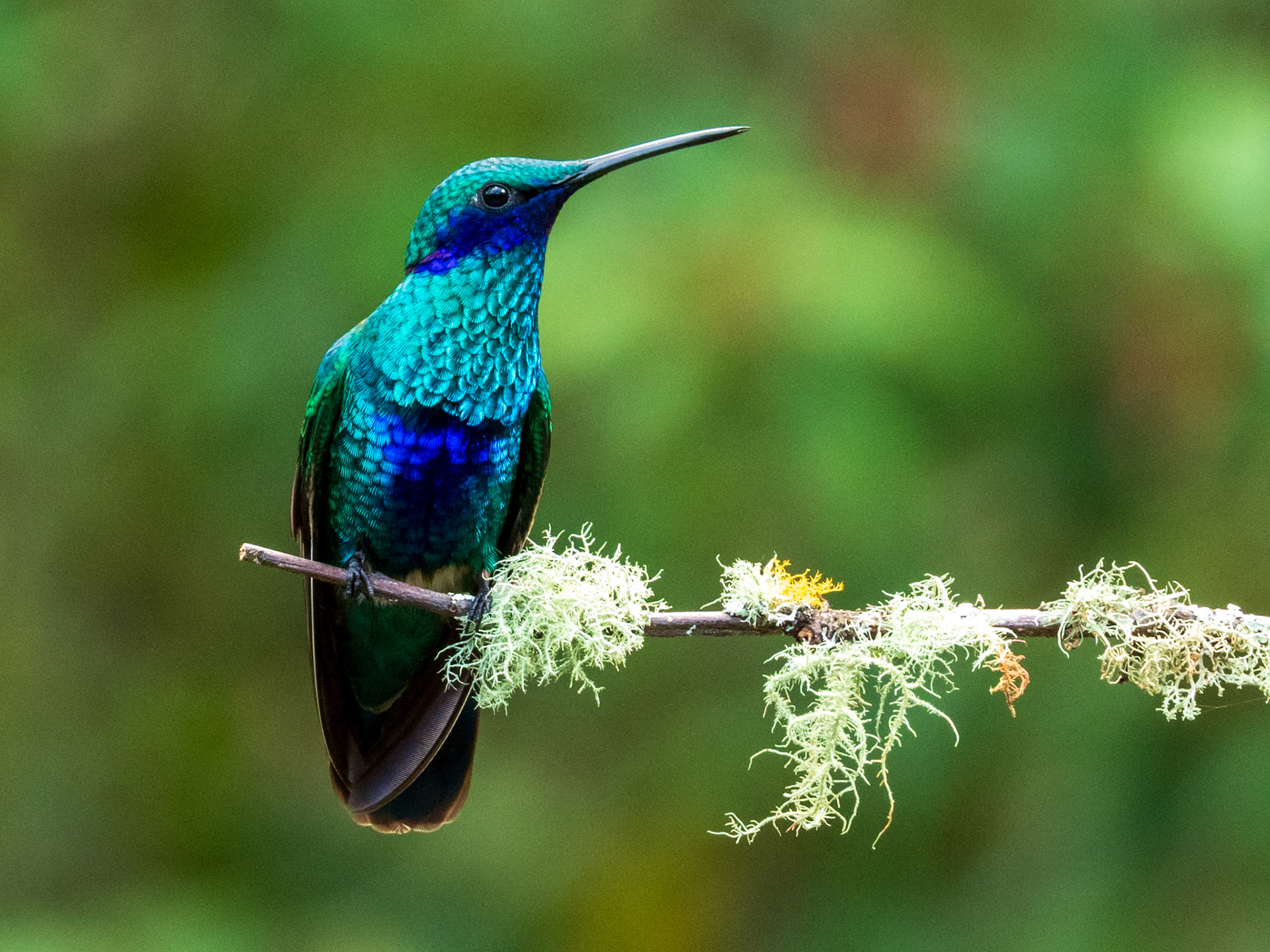 Sparkling Violetear, El Retorno de los Colibríes