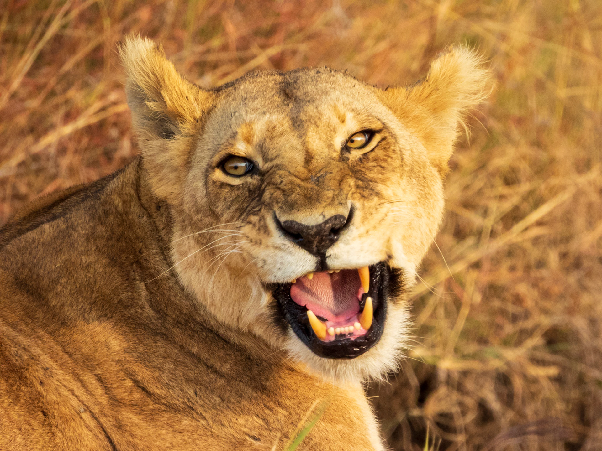 Lion, Melting Bush Camp