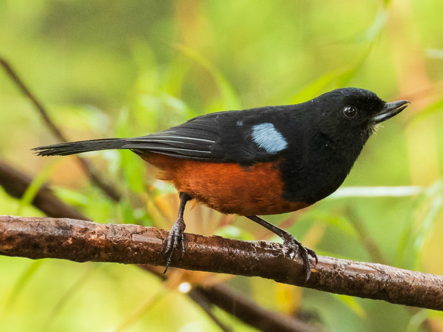 Chestnut-bellied Flowerpiercer, Parque Nacional Natural Tatamá