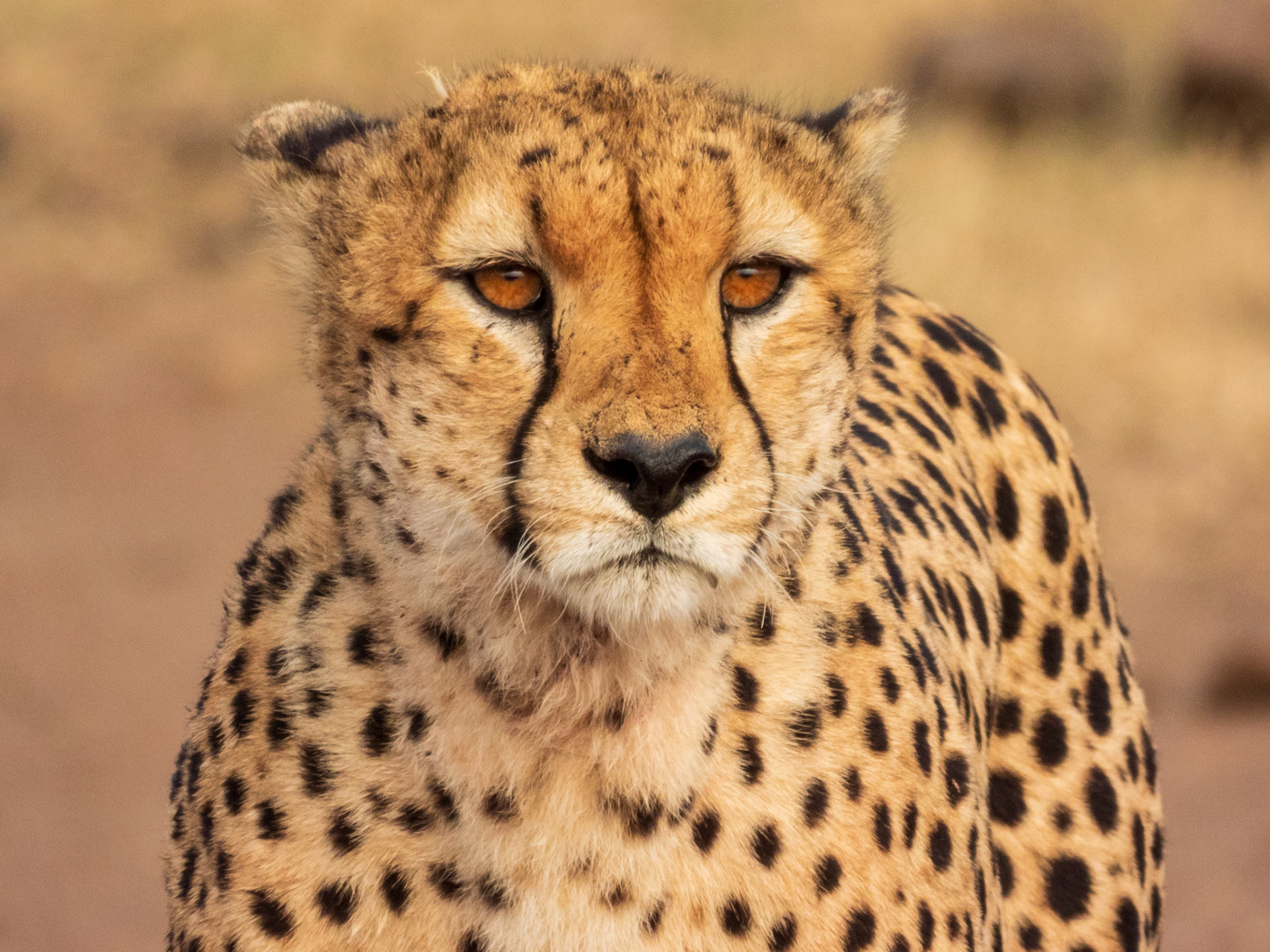 Cheetah, Melting Bush Camp