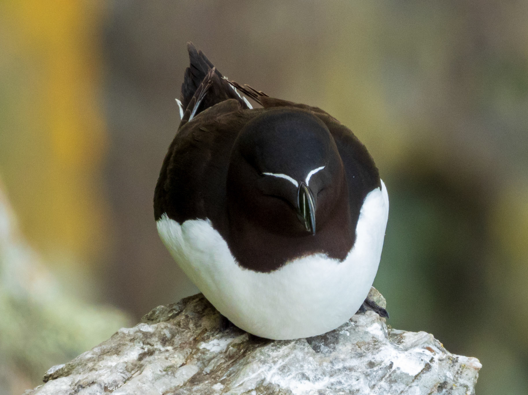 Razorbill, South Stack RSPB Reserve