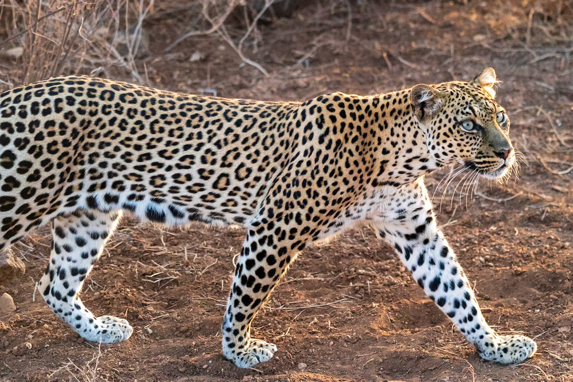Leopard, Samburu Simba Lodge