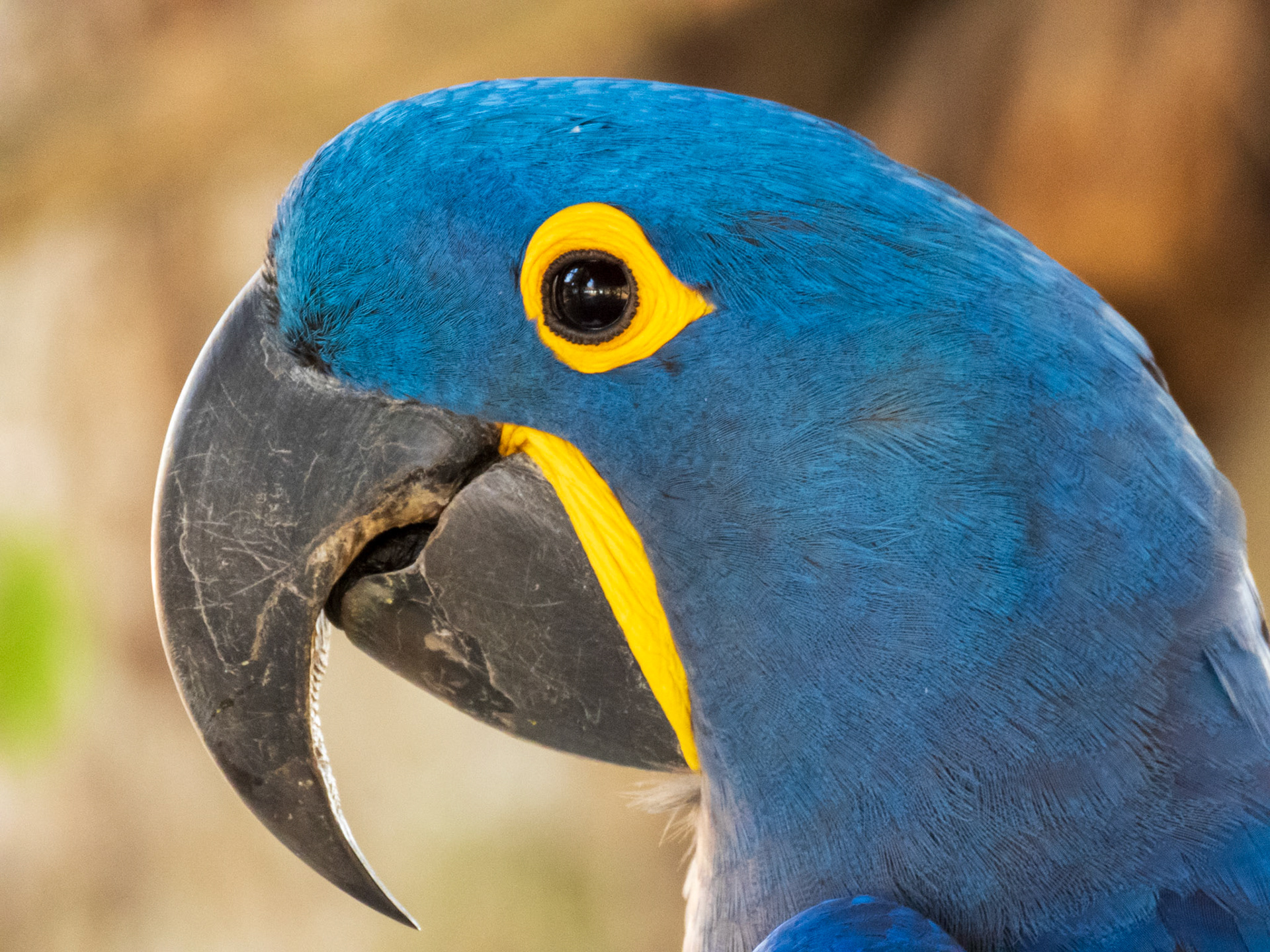 Hyacinth Macaw, Transpantaneira