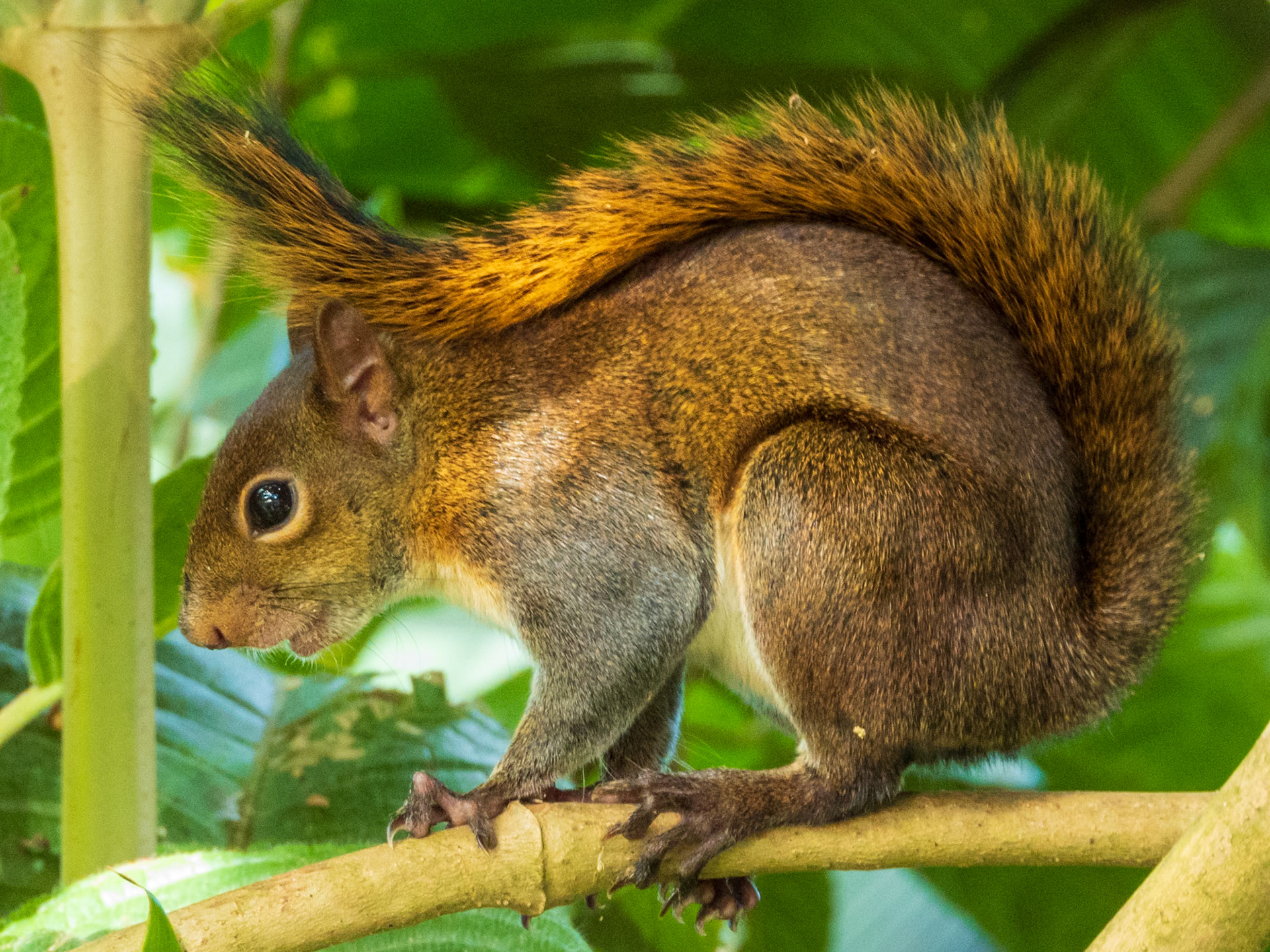Red-tailed Squirrel, El Encanto Nature Reserve