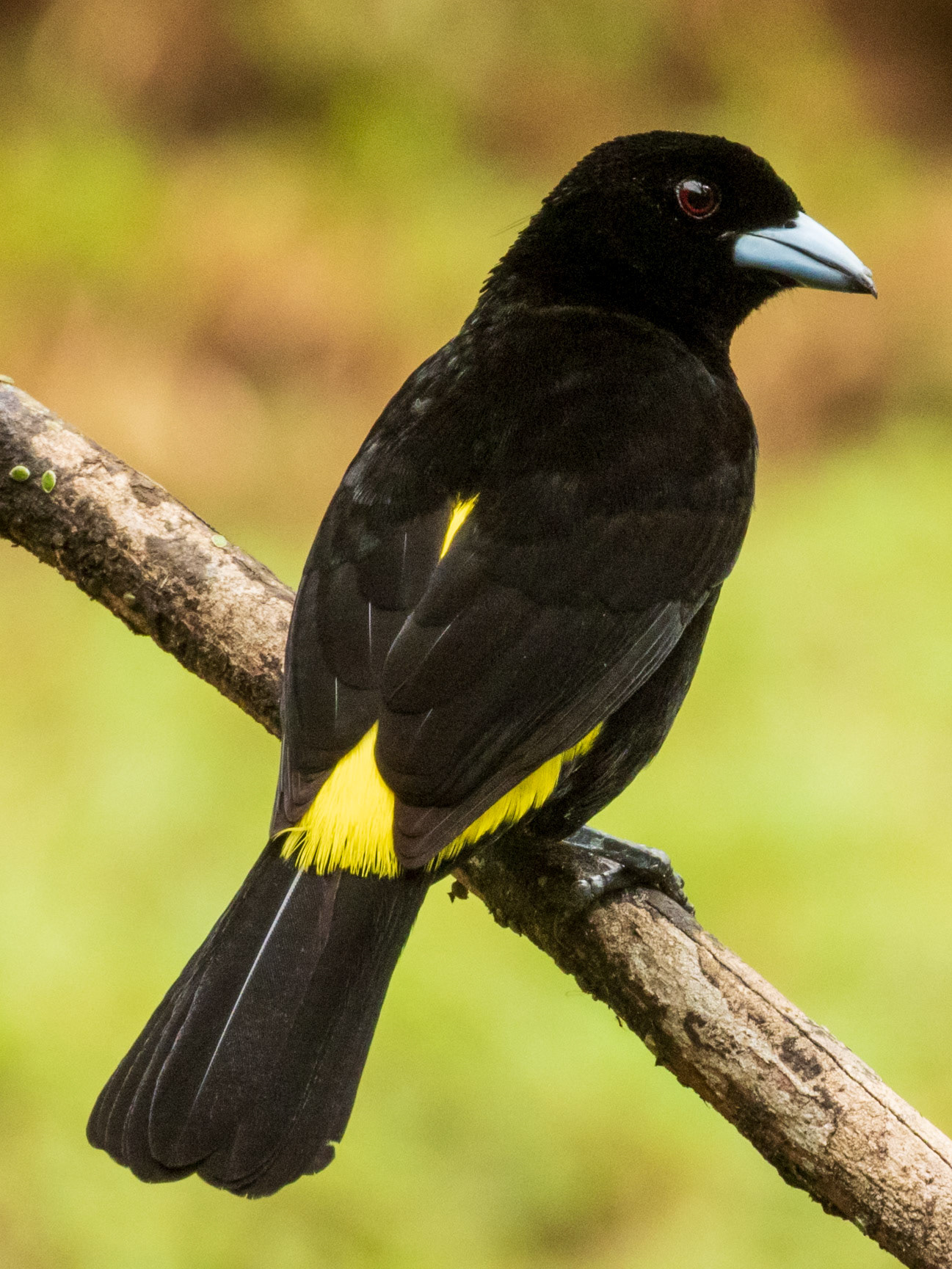 Flame-rumped Tanager, El Almejal Ecolodge