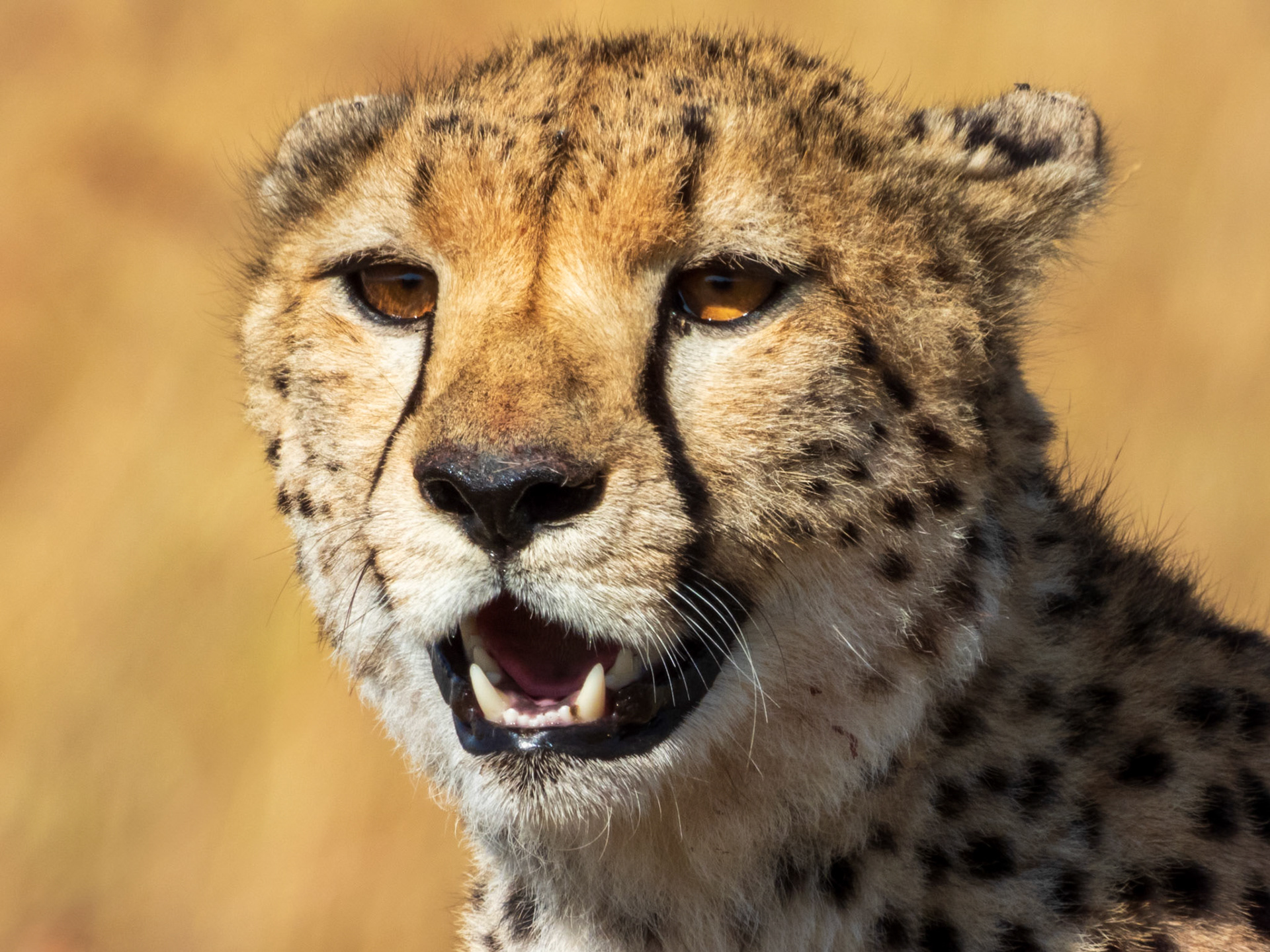 Cheetah, Melting Bush Camp