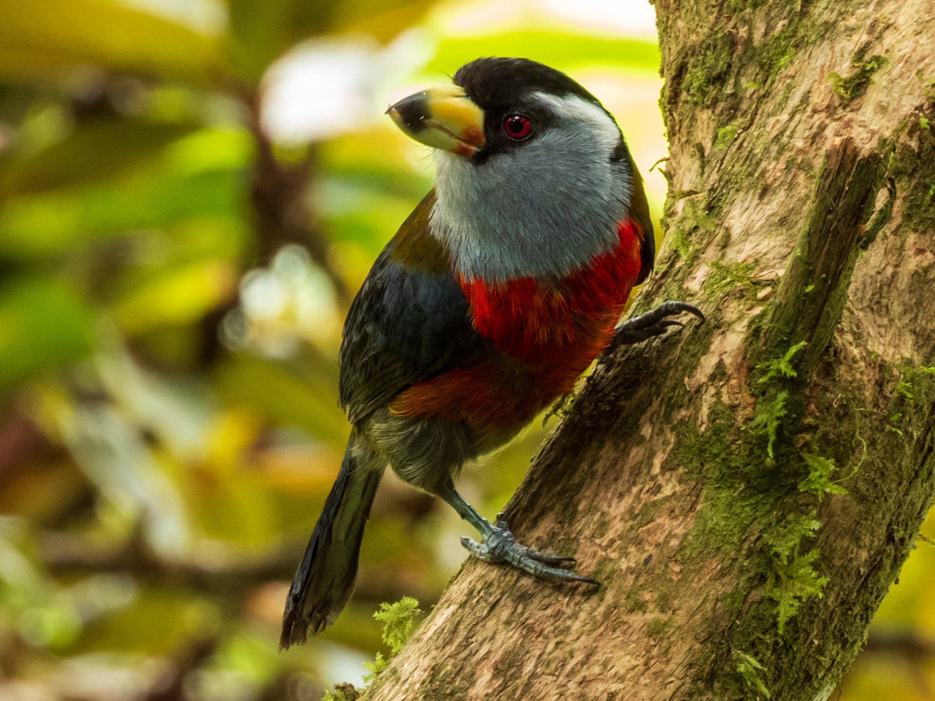 Toucan Barbet, Doña Dora