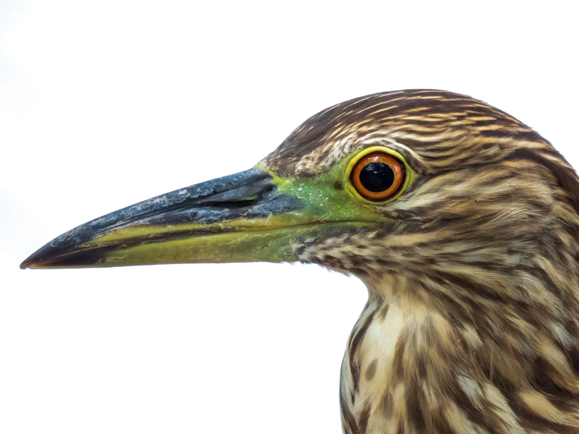 Black-crowned Night Heron, Neiva