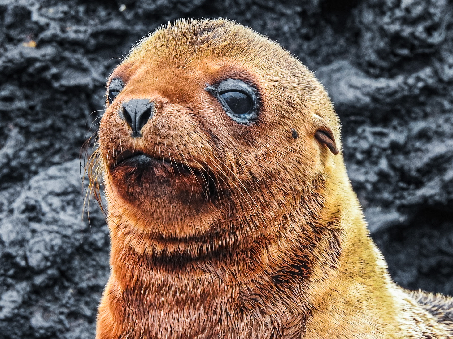 Galápagos Sea Lion, Isla Isabela