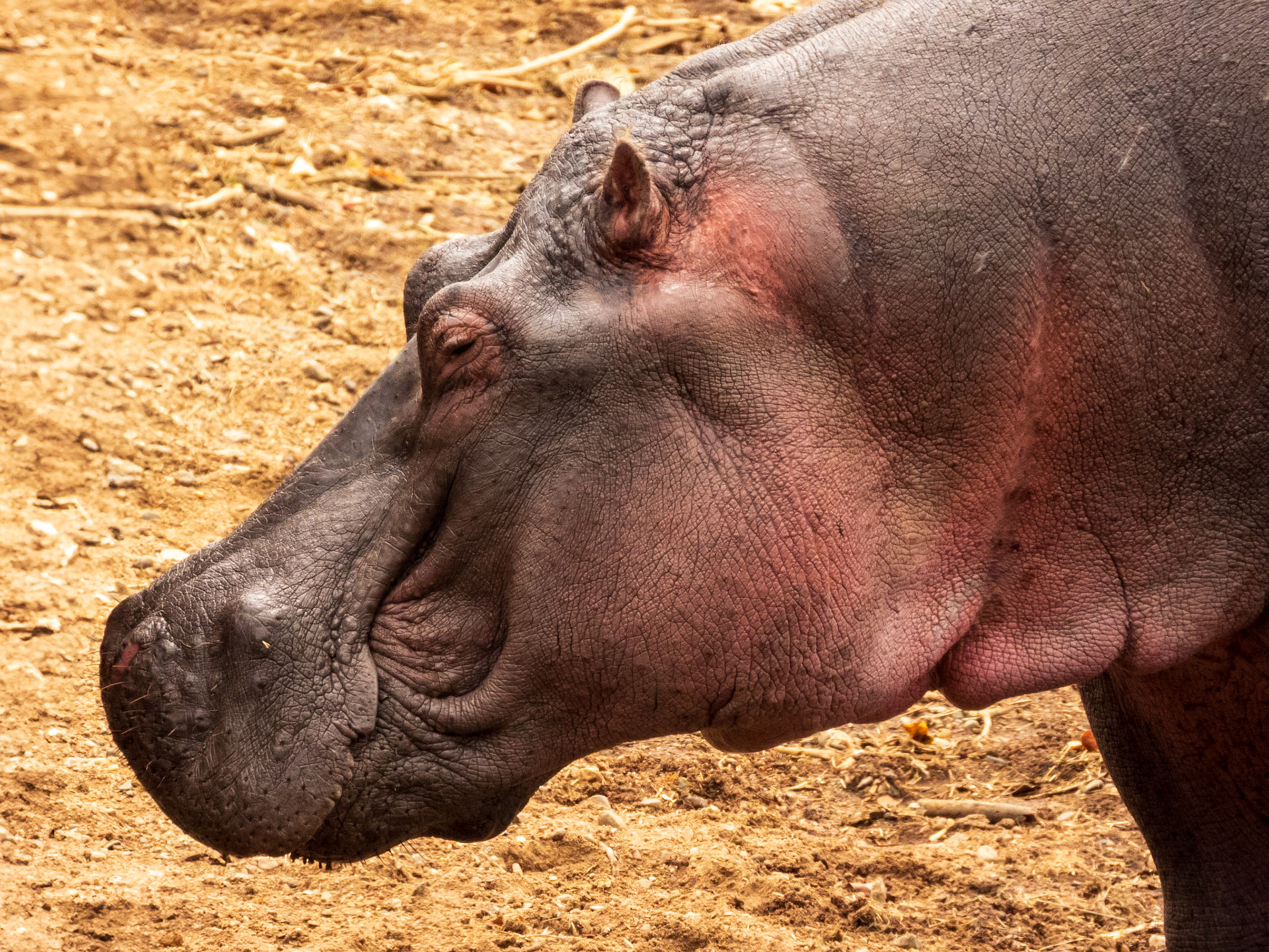 Common Hippopotamus, Melting Bush Camp