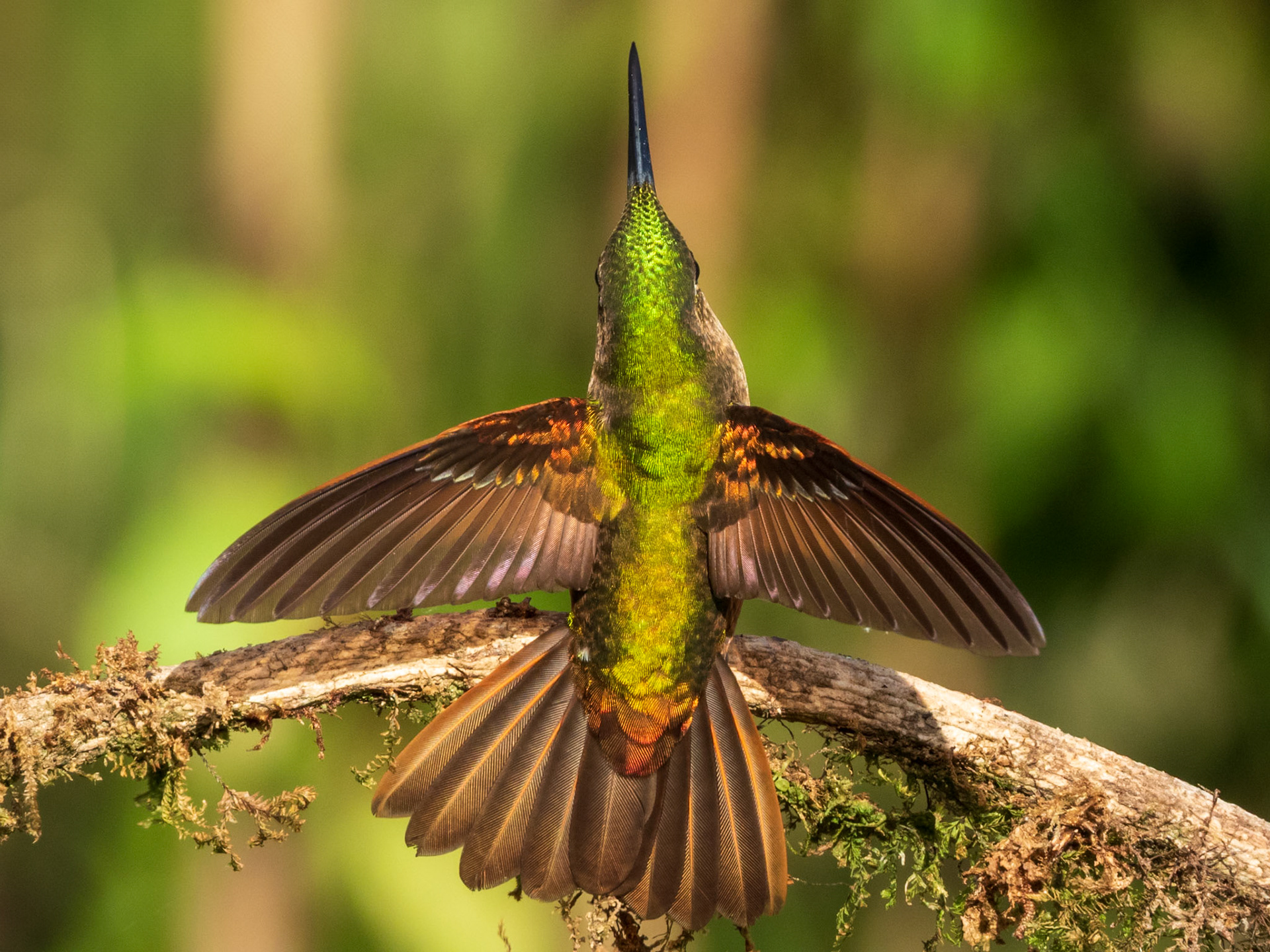 Fawn-breasted Brilliant, Reserva La Rivera