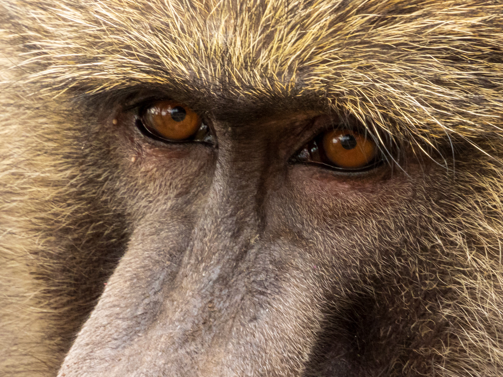Olive Baboon, Melting Bush Camp