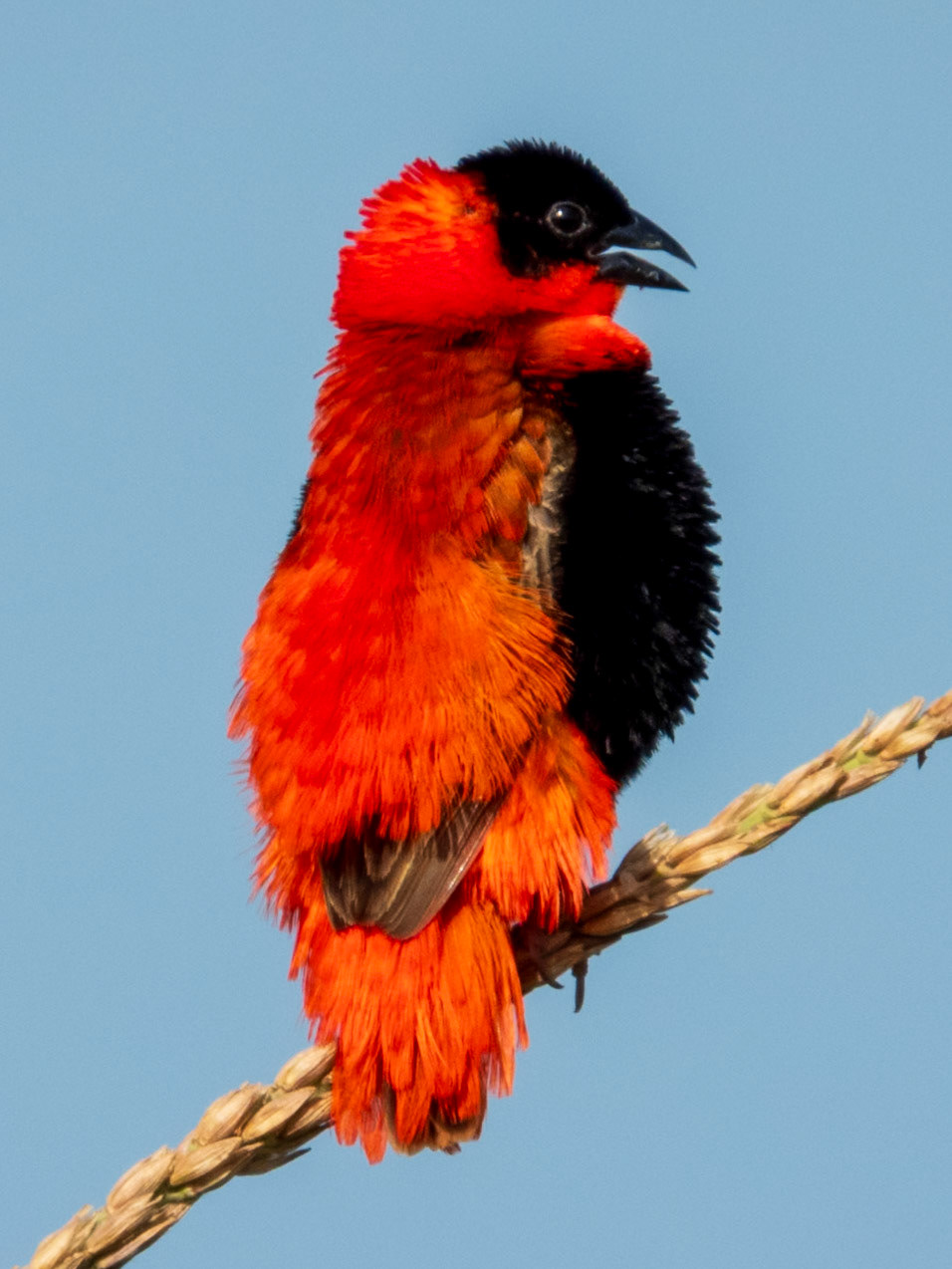 Northern Red Bishop, Tumbili Cliff Lodge