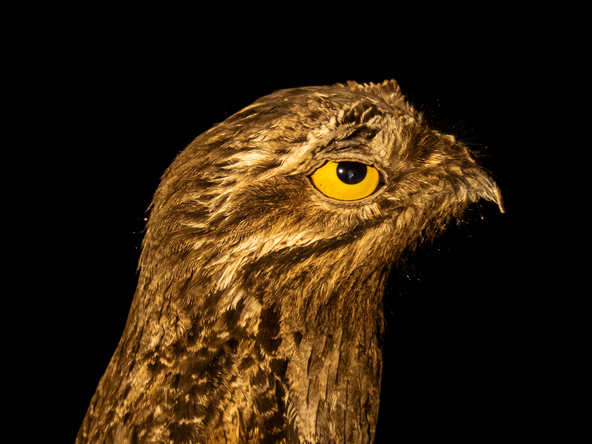 Common Potoo, Baía das Pedras