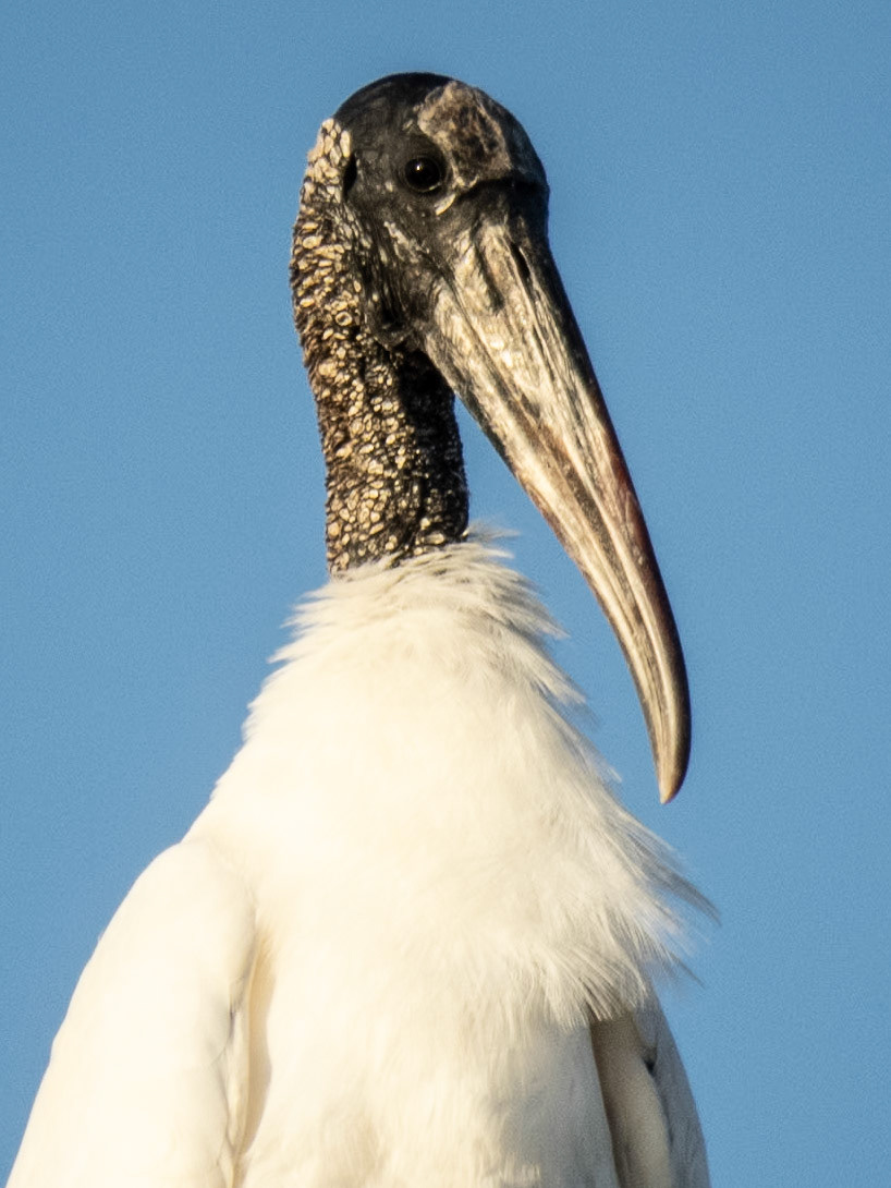 Wood Stork, Pousada Piuva
