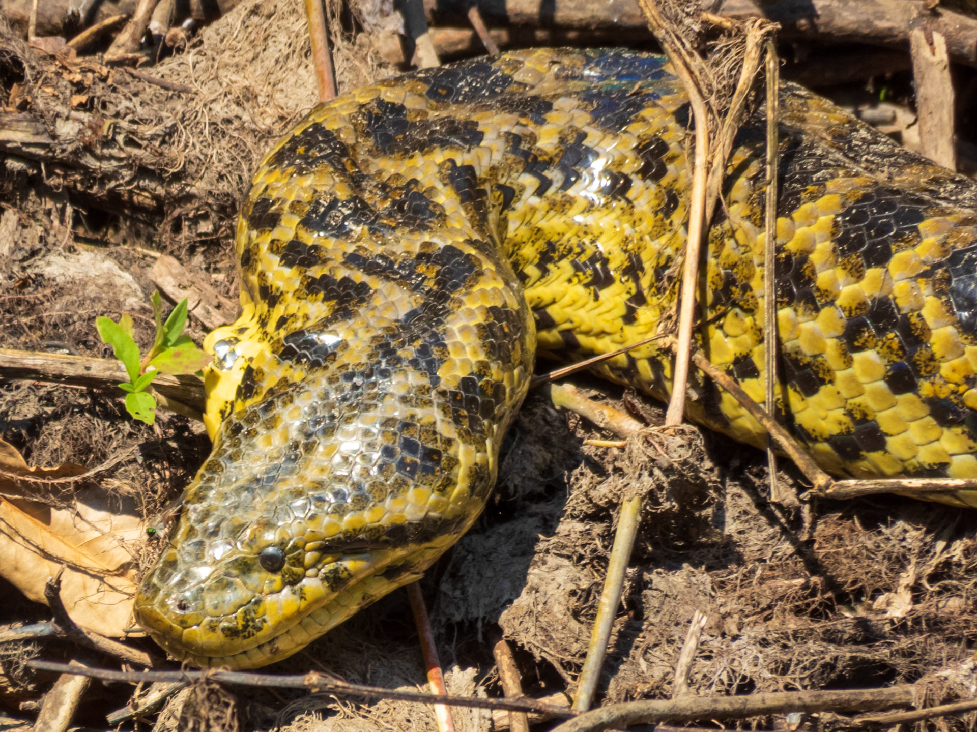 Yellow Anaconda, Refugio da Ilha