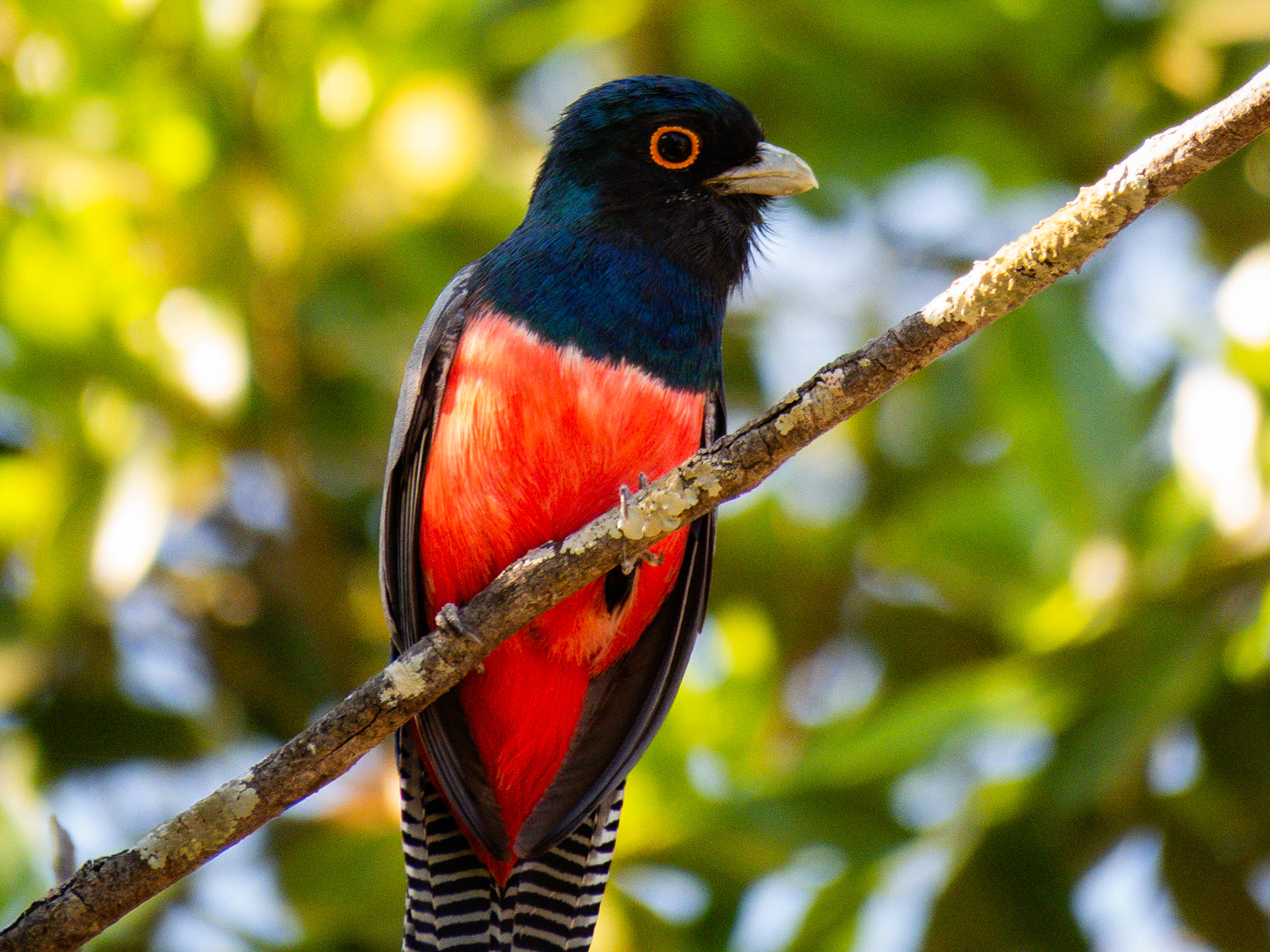 Blue-crowned Trogon, Rancho do Ely