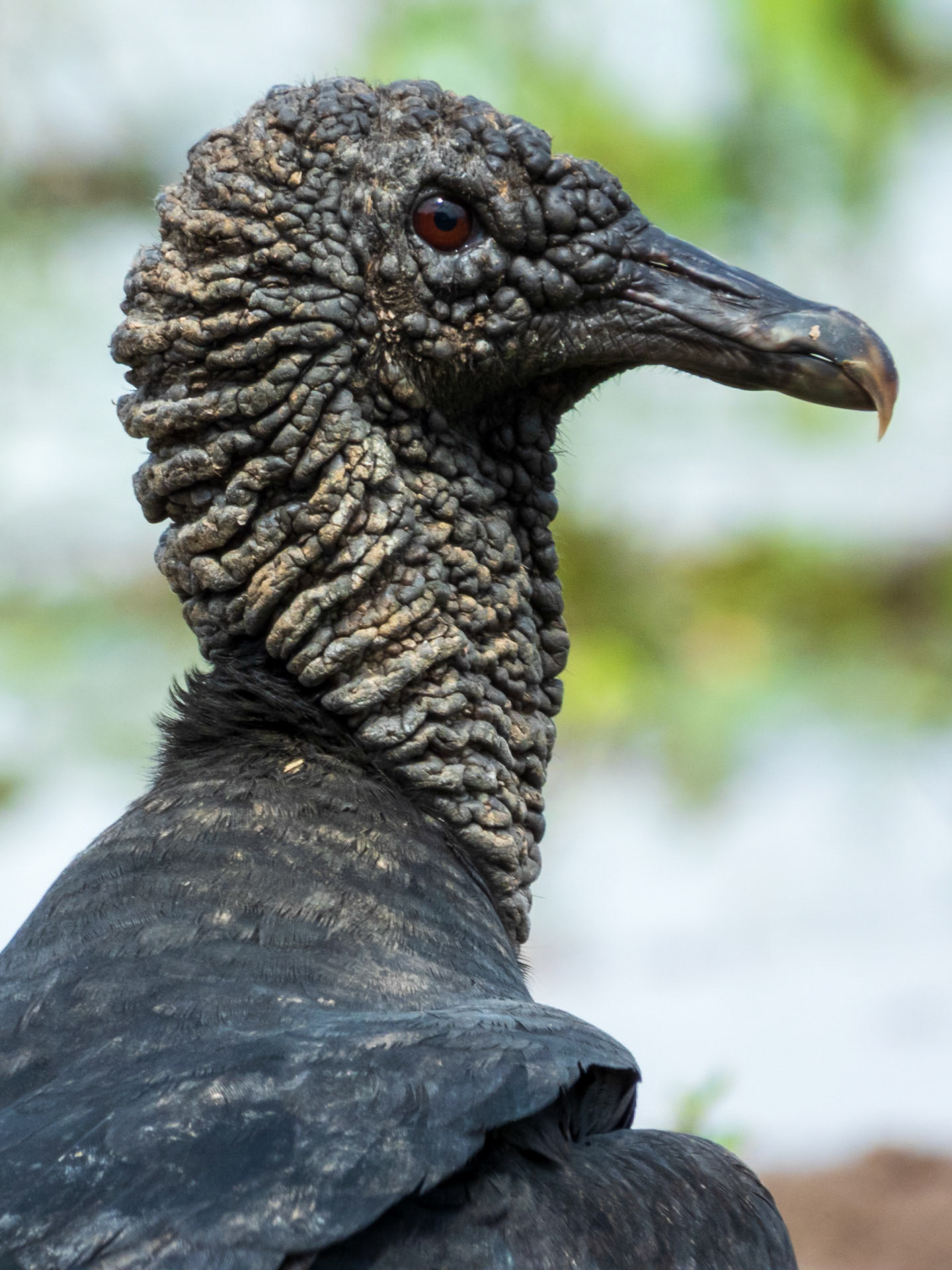 Black Vulture, Hato la Aurora
