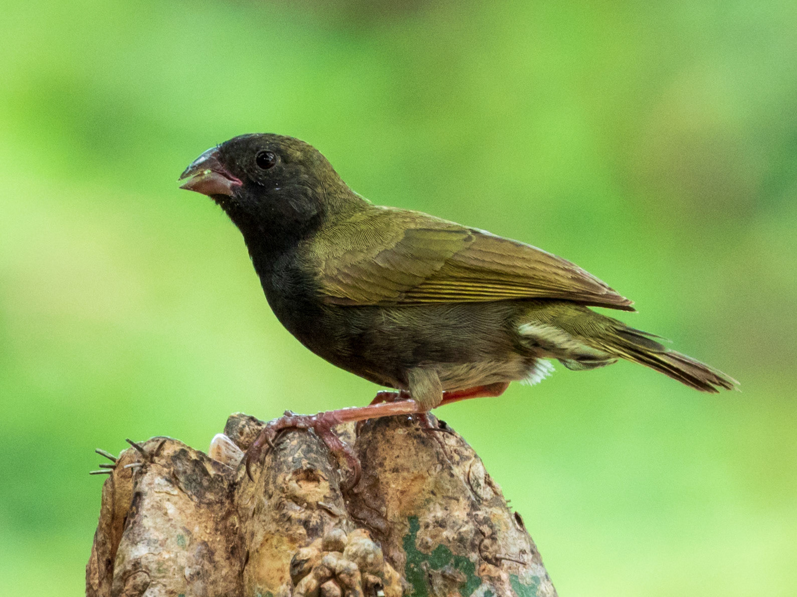 Black-faced Grassquit, Santuario de Fauna y Flora Los Flamencos