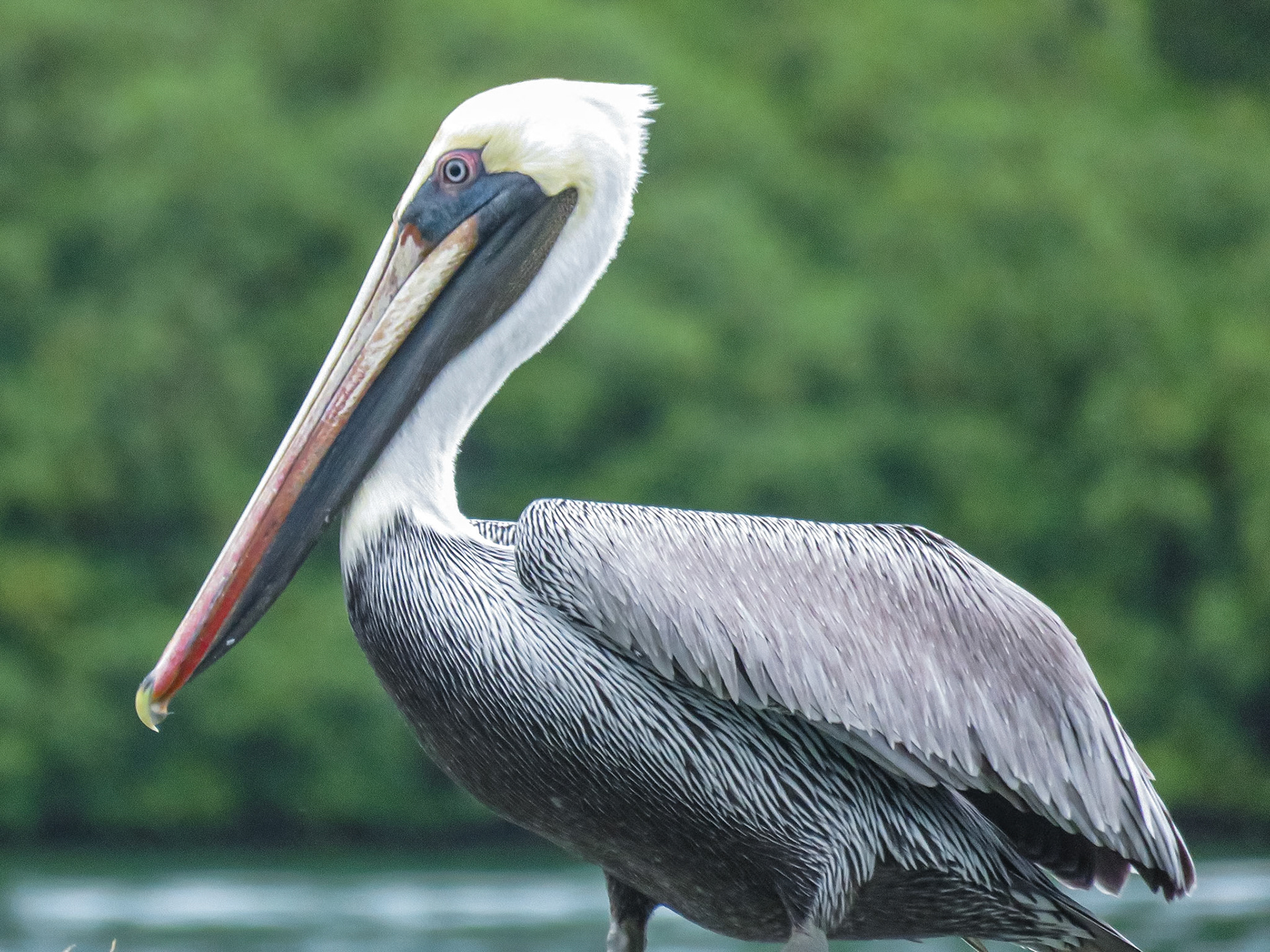 Brown Pelican, Islas San Blas