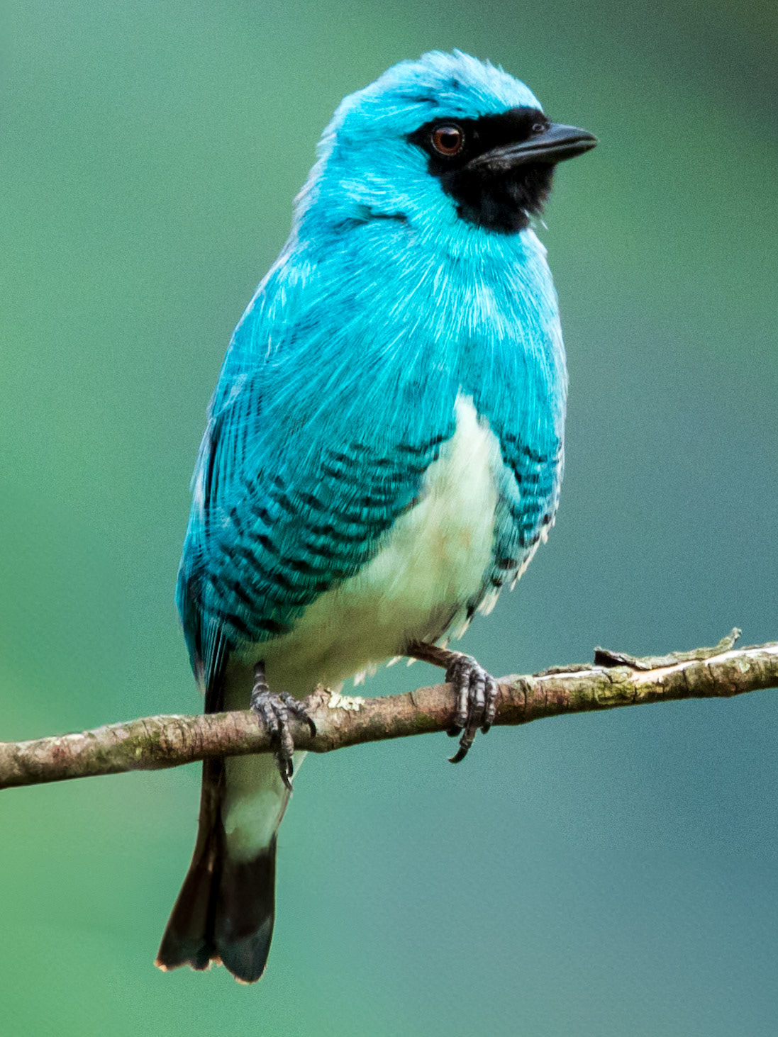 Swallow Tanager, Harpy Eagle Reserve