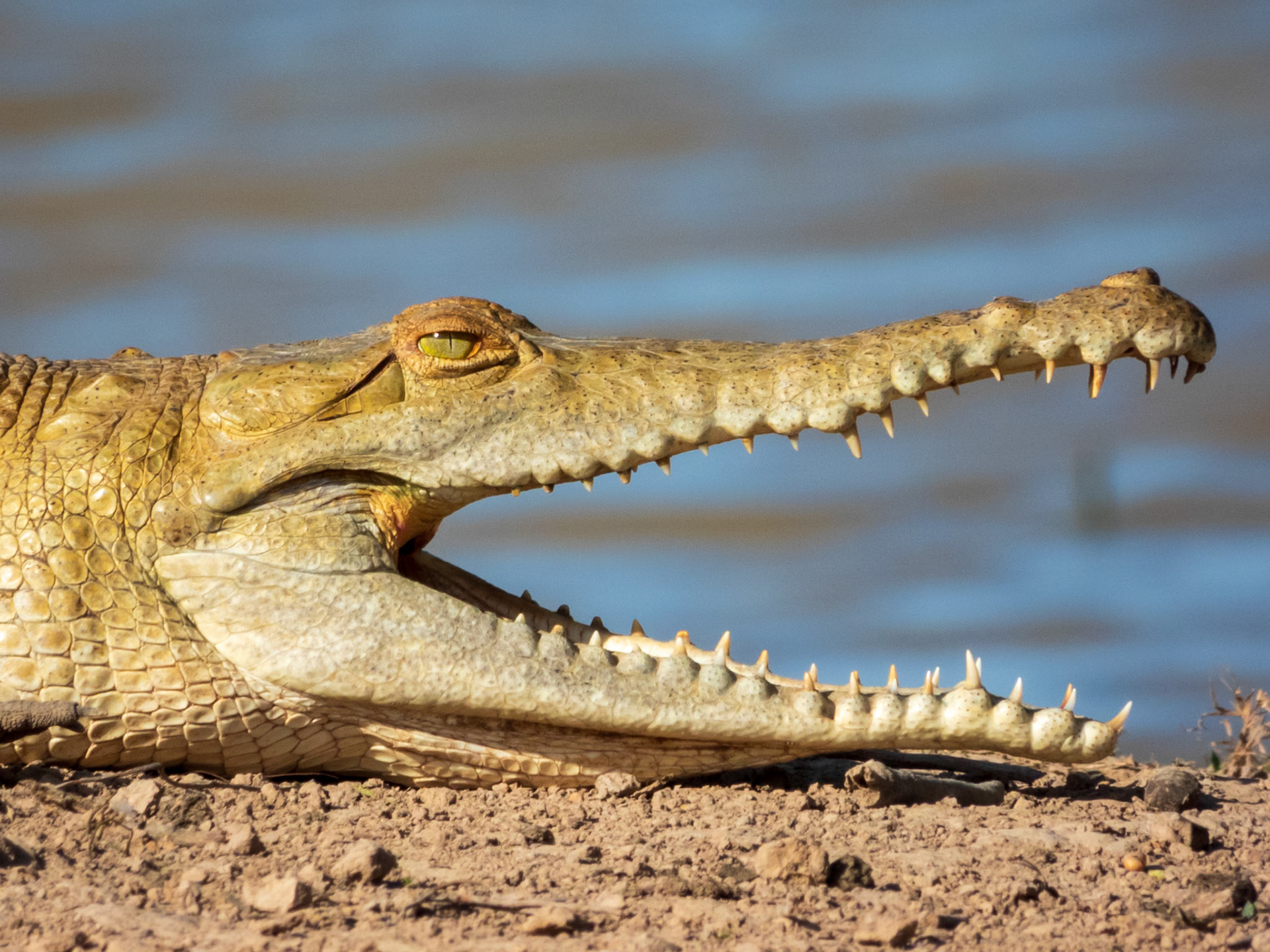 Orinoco Crocodile, Hato la Aurora