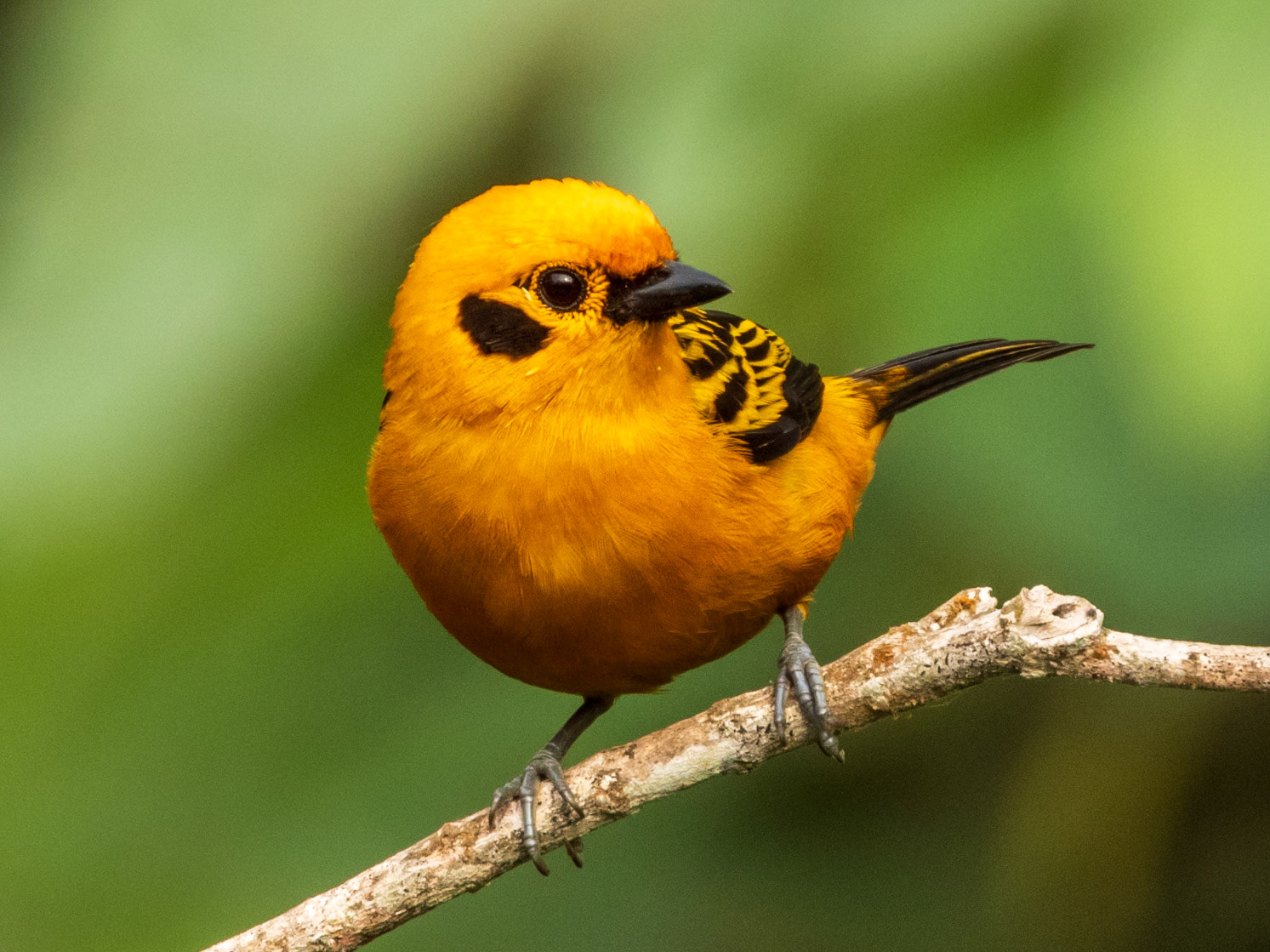Golden Tanager, San Felipe