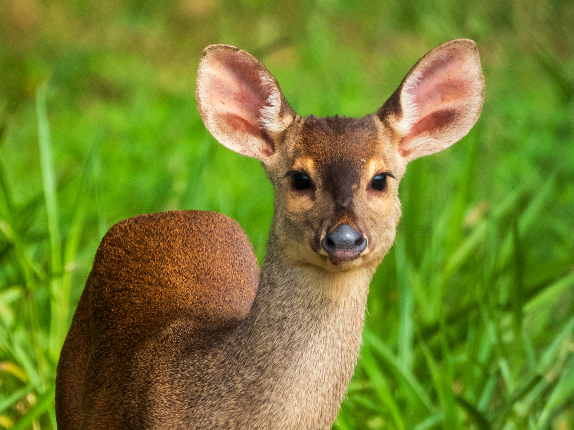 Common Brown Brocket, Parque Municipal do Pombo