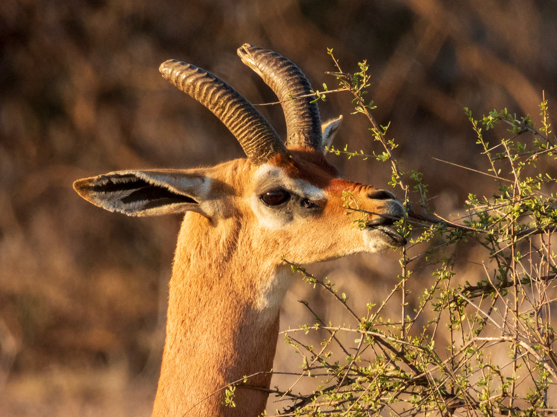 Gerenuk, Samburu Simba Lodge