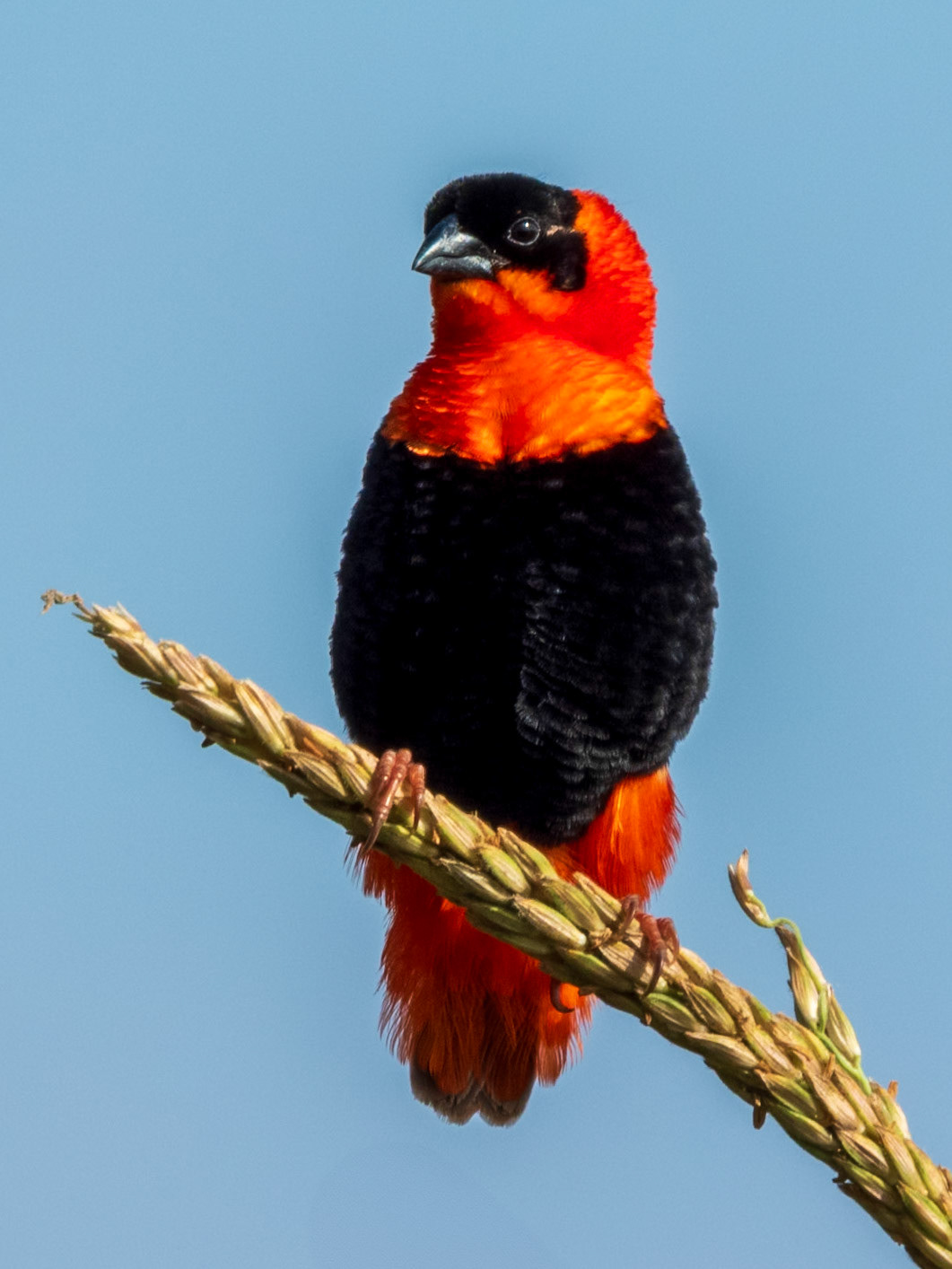Northern Red Bishop, Tumbili Cliff Lodge
