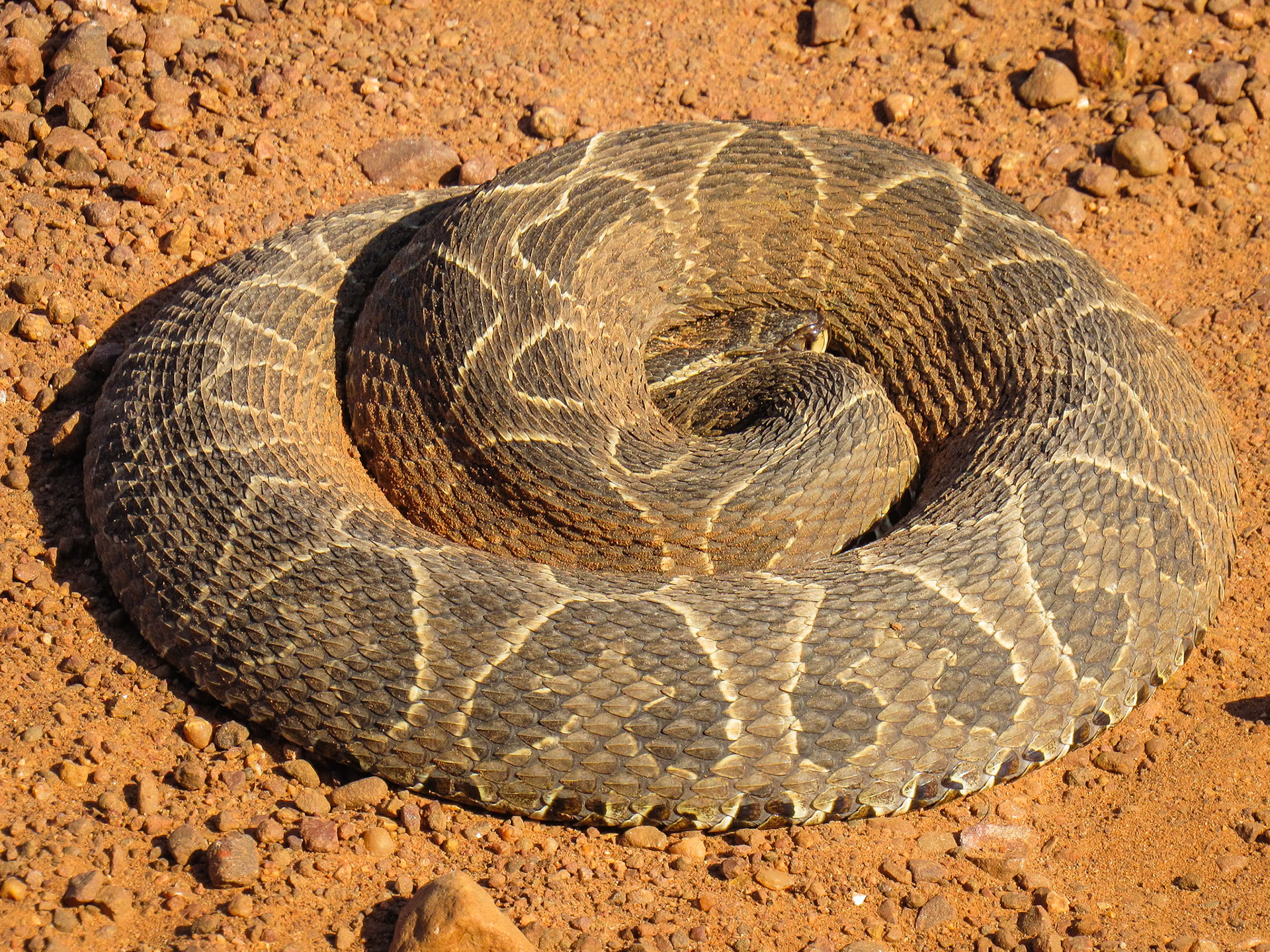 Urutu Lancehead, Rincón del Socorro