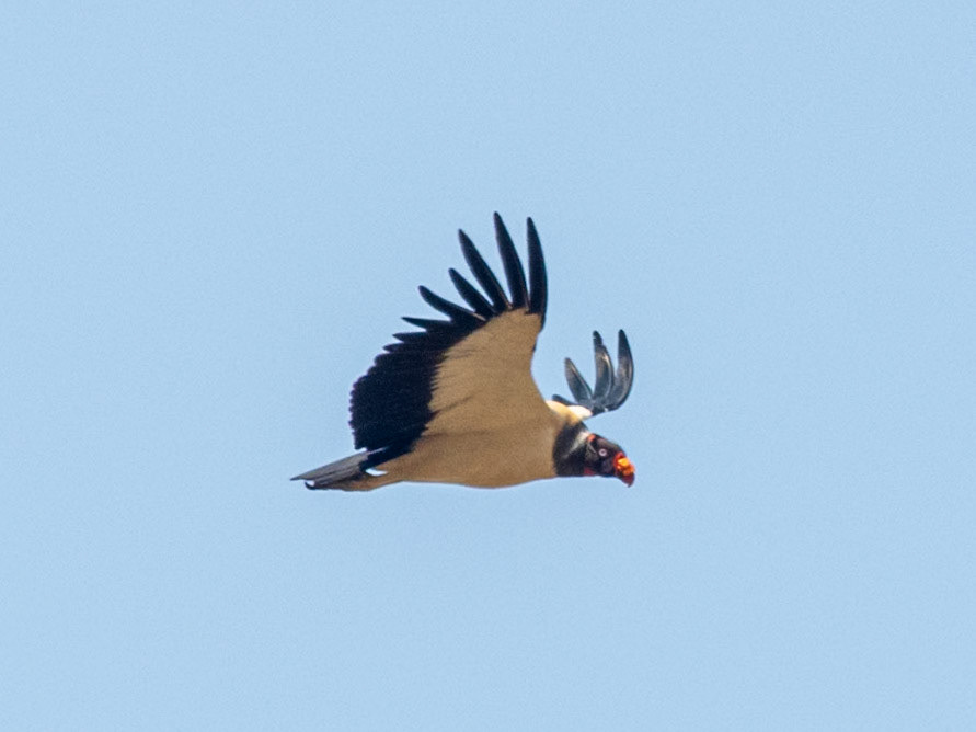King Vulture, Parque Nacional Chapada dos Guimarães