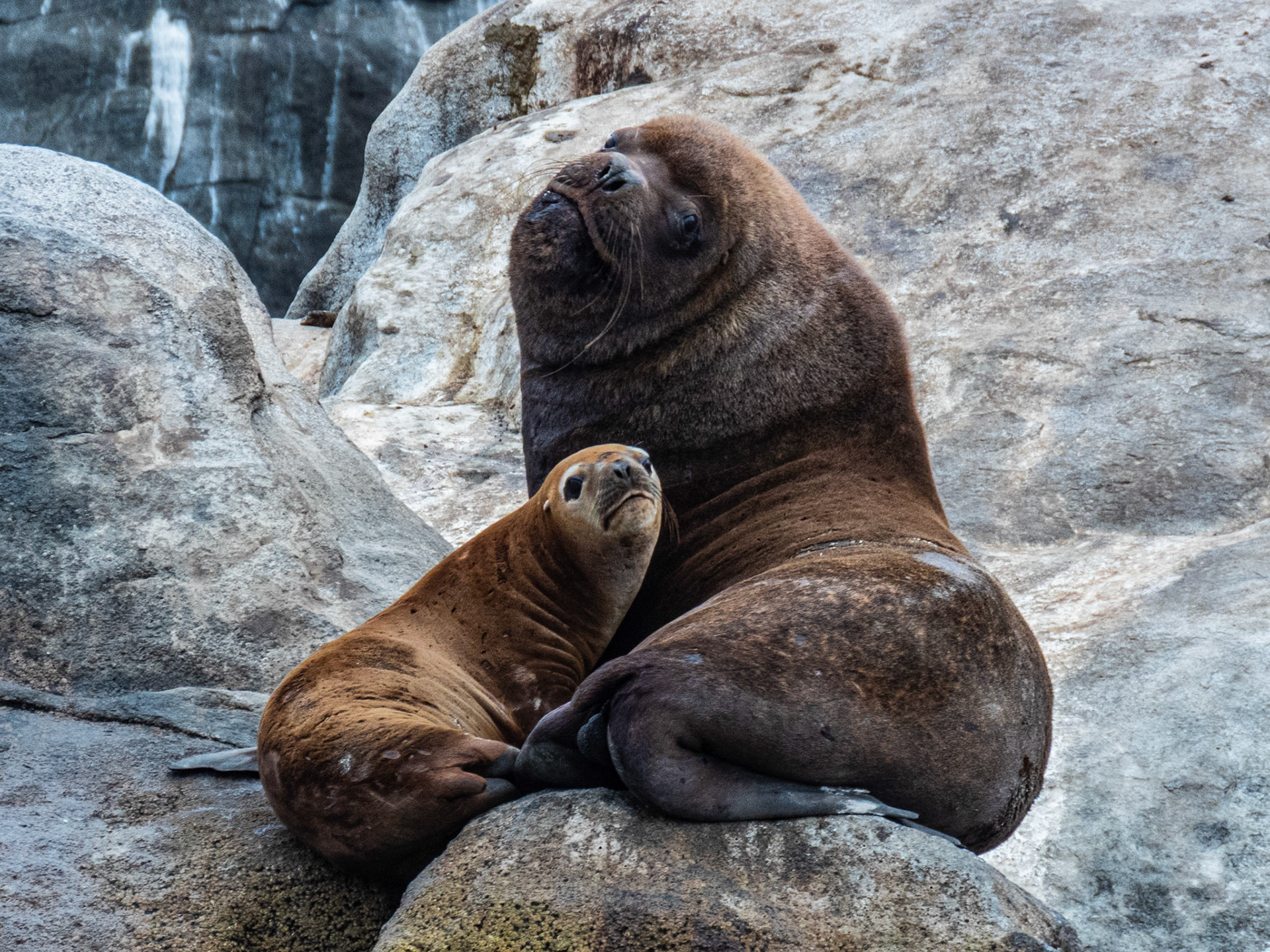 South American Sea Lion, Tongoy