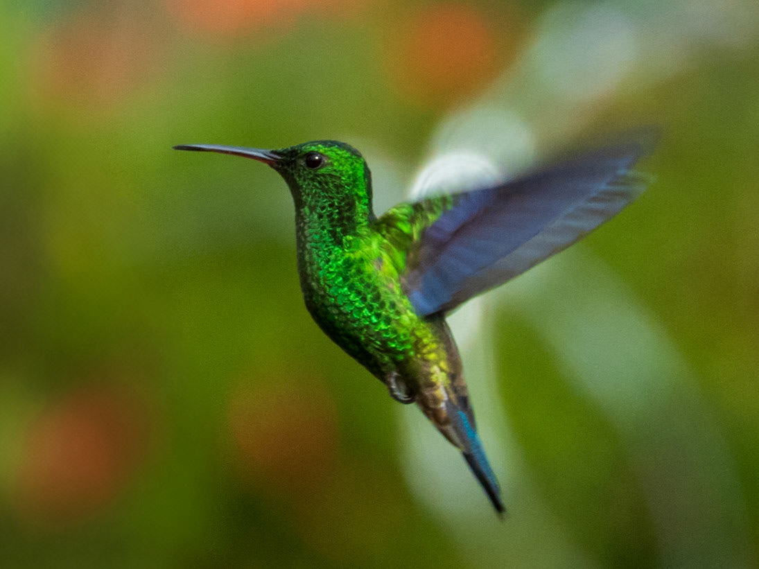 Steely-vented Hummingbird, Casa de los Colibríes