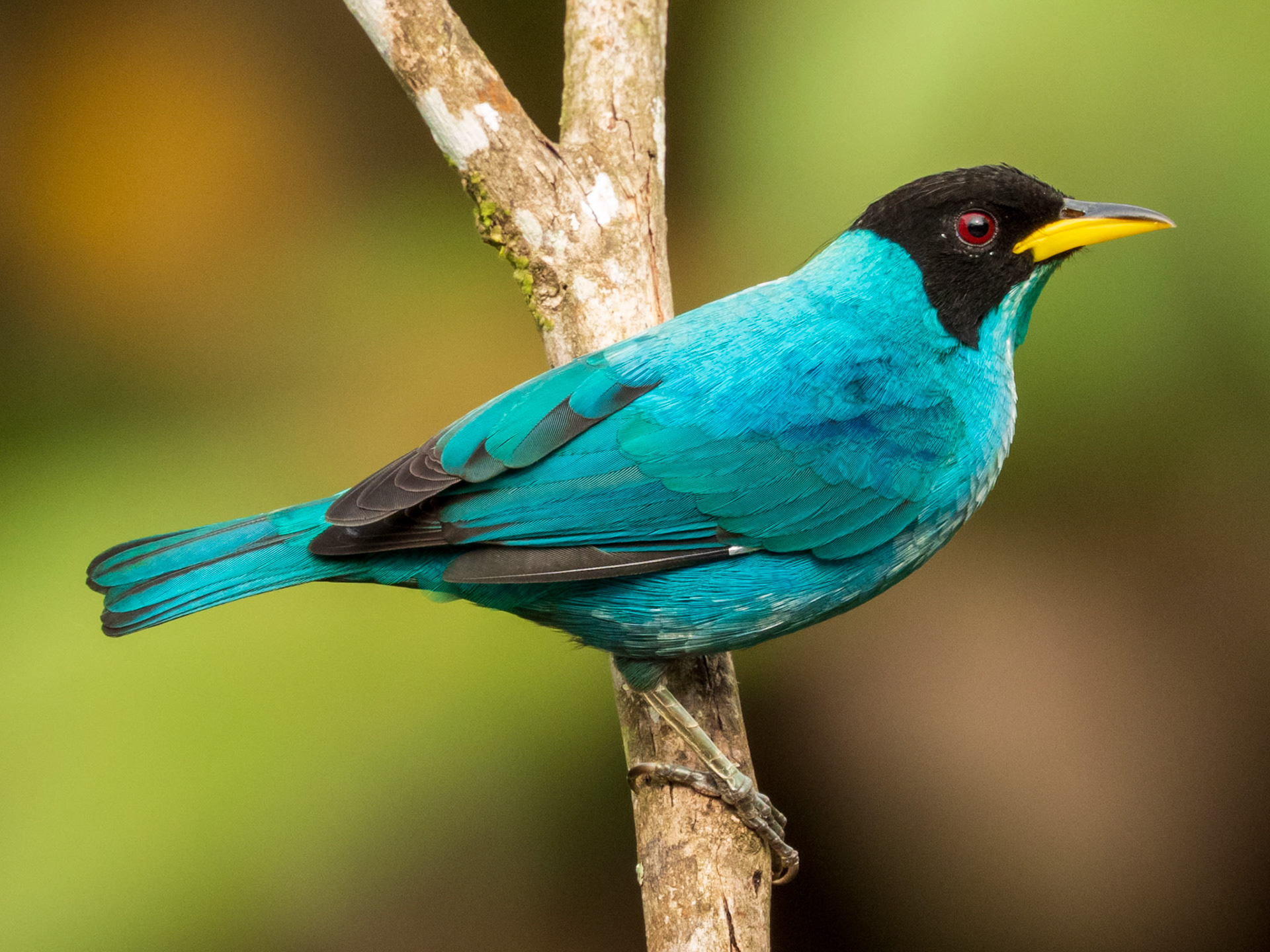 Green Honeycreeper, San Felipe