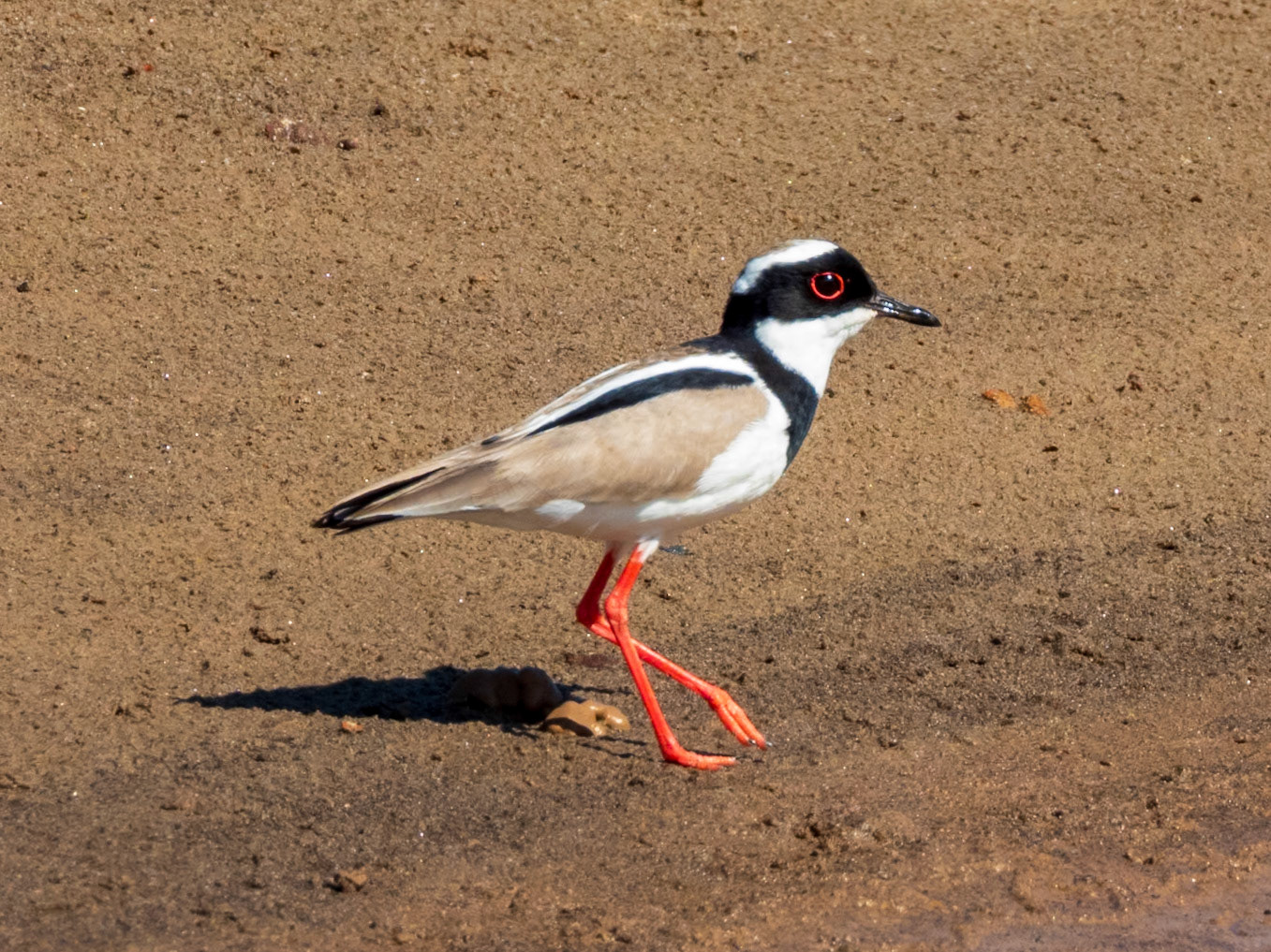 Pied Plover, Hato la Aurora