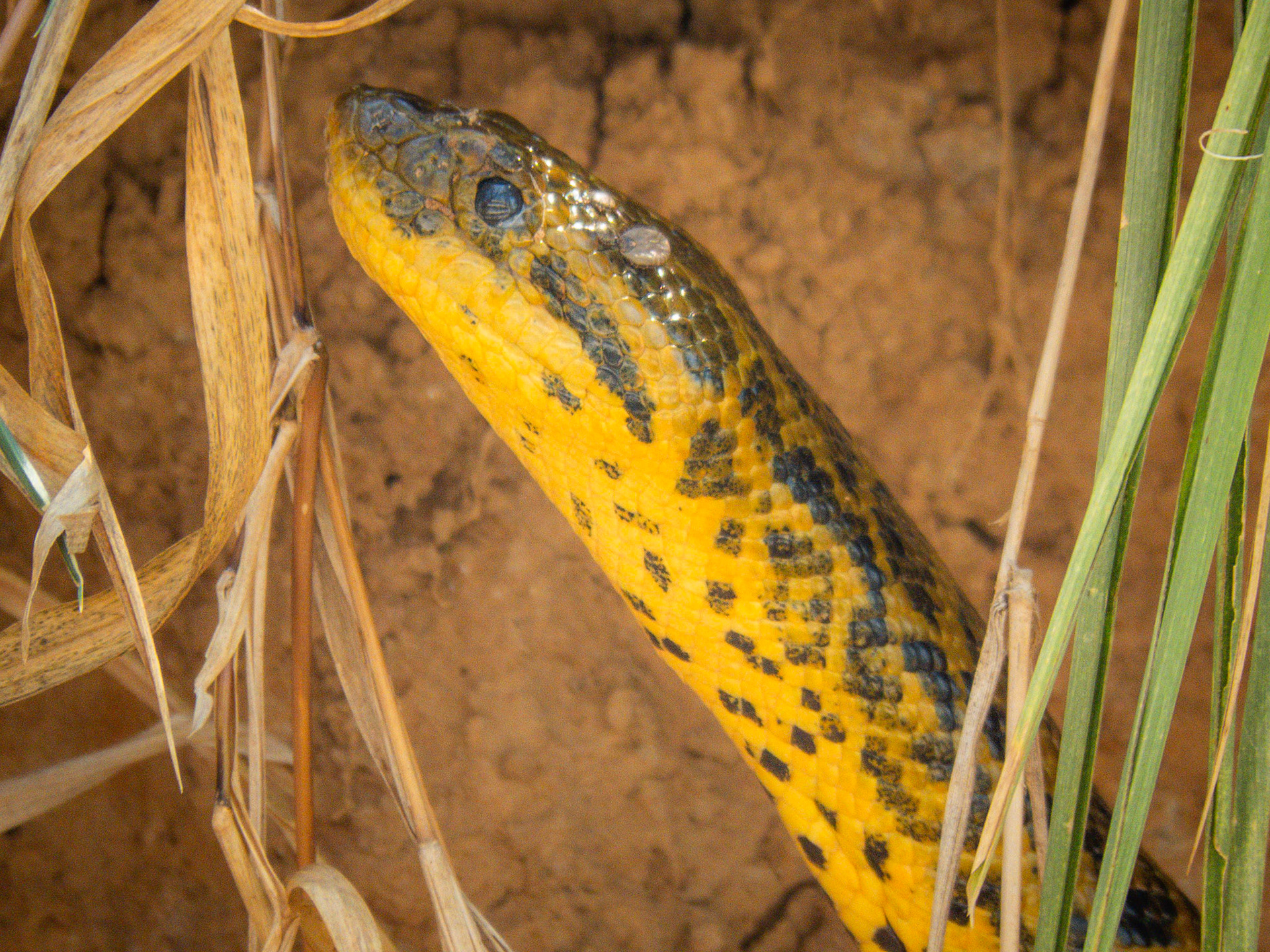 Yellow Anaconda, Porto Jofre
