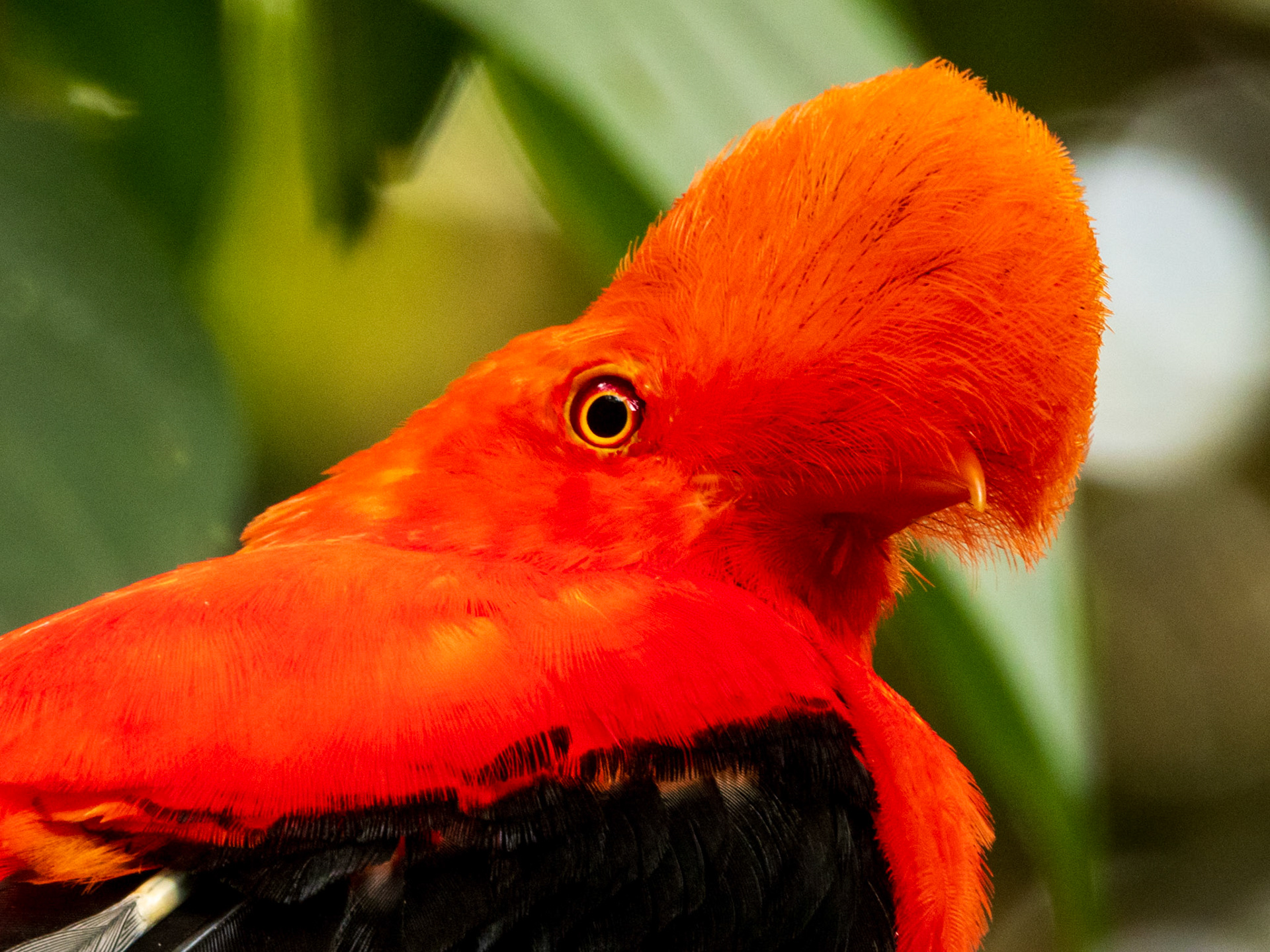 Andean Cock-of-the-rock, Jardín Cock-of-the-Rock lek