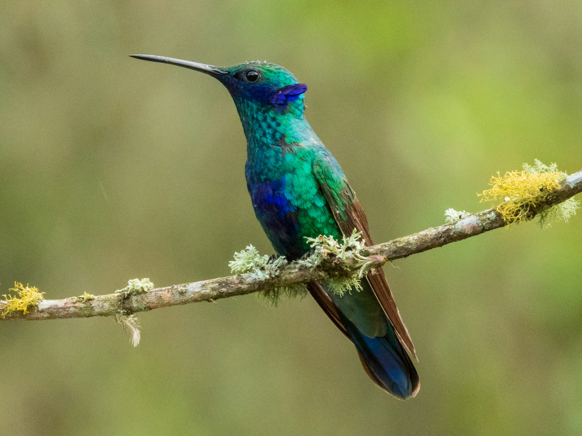 Sparkling Violetear, El Retorno de los Colibríes