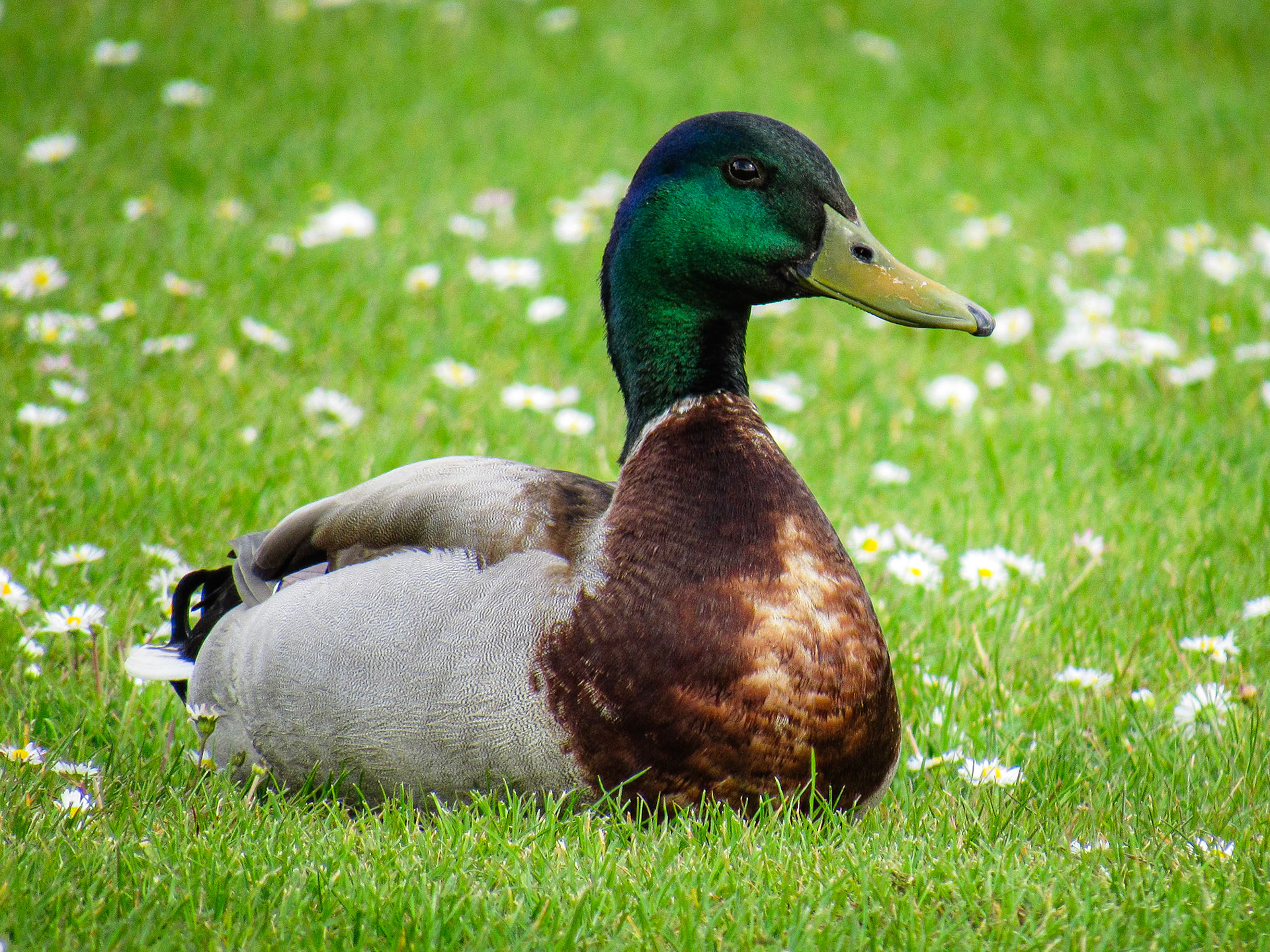 Mallard, Paris