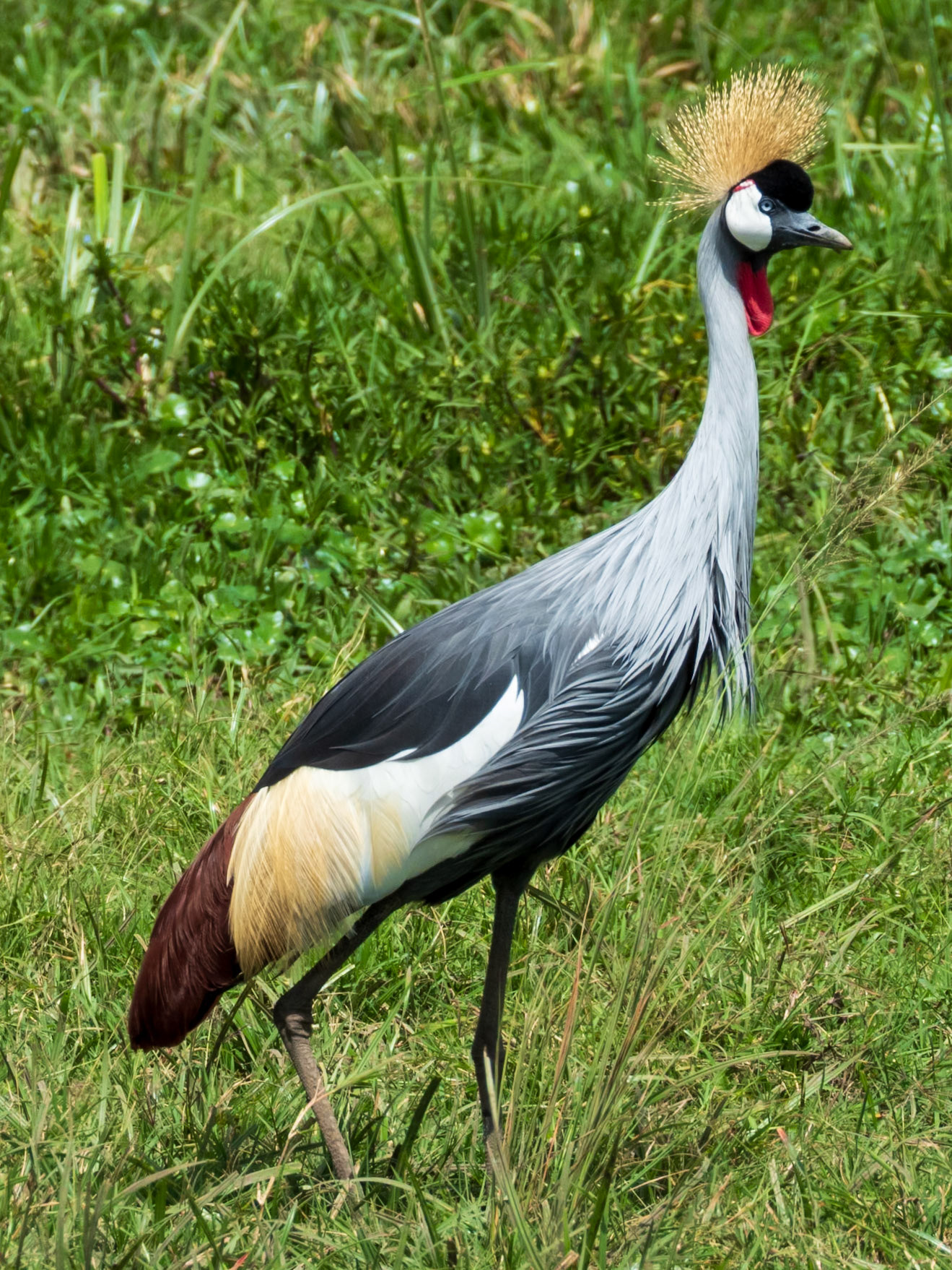 Gray Crowned-Crane, Melting Bush Camp
