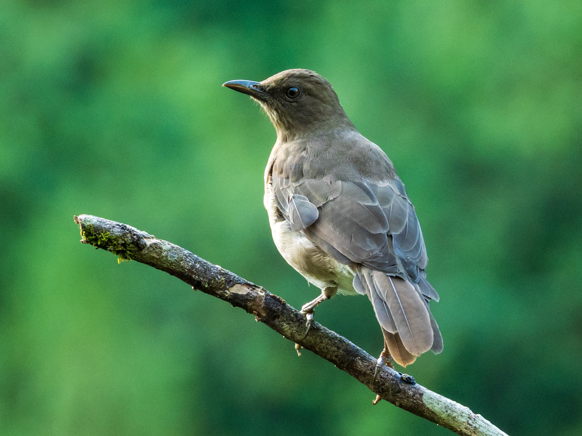 Black-billed Thrush, Demostrativa Don Miguel Reserva Natural