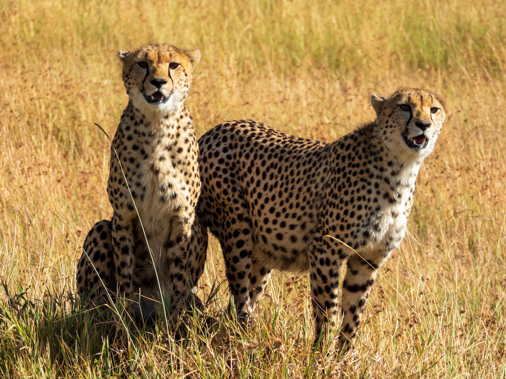 Cheetah, Melting Bush Camp
