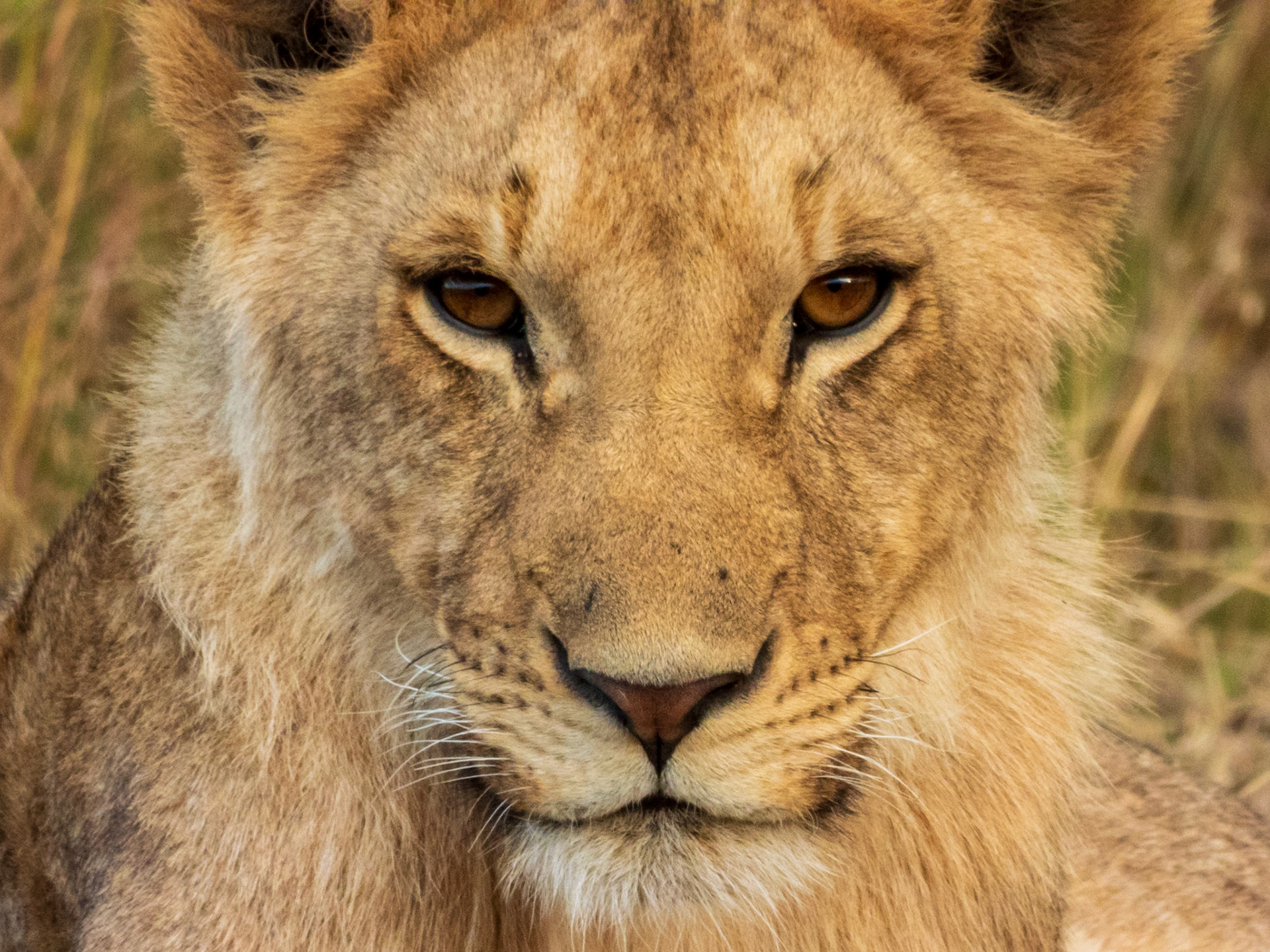 Lion, Melting Bush Camp