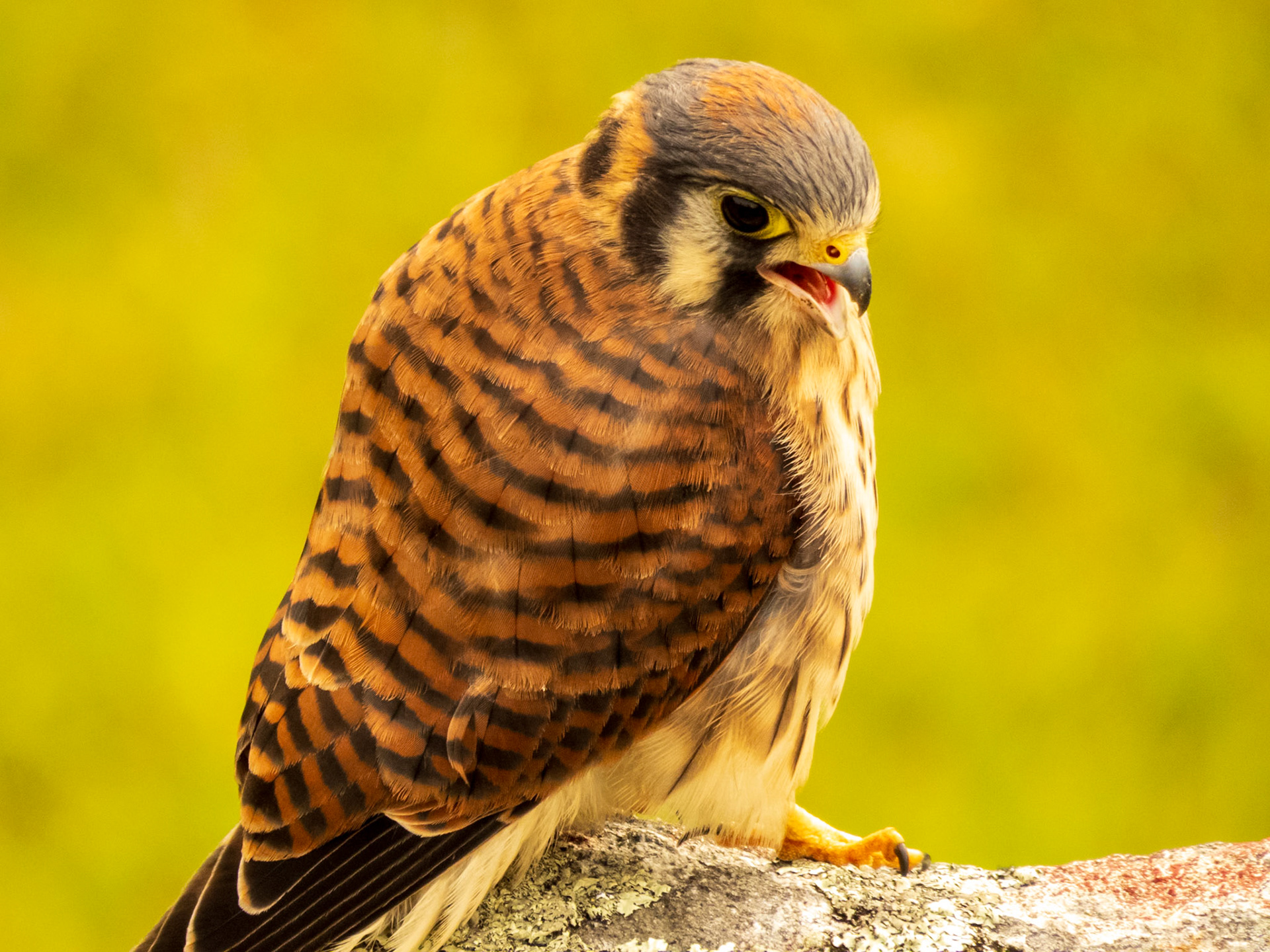 American Kestrel, Machu Picchu