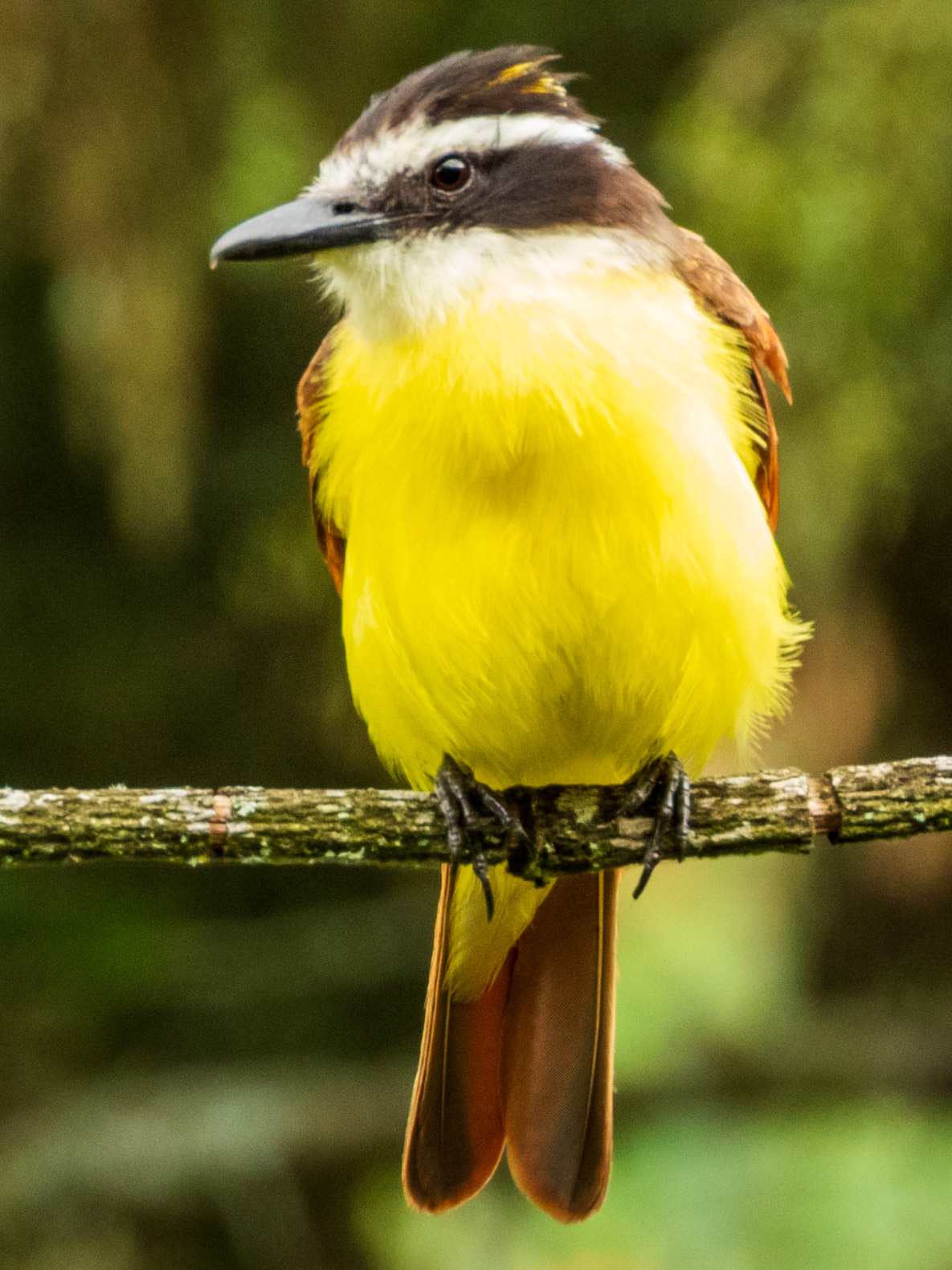 Great Kiskadee, Demostrativa Don Miguel Reserva Natural