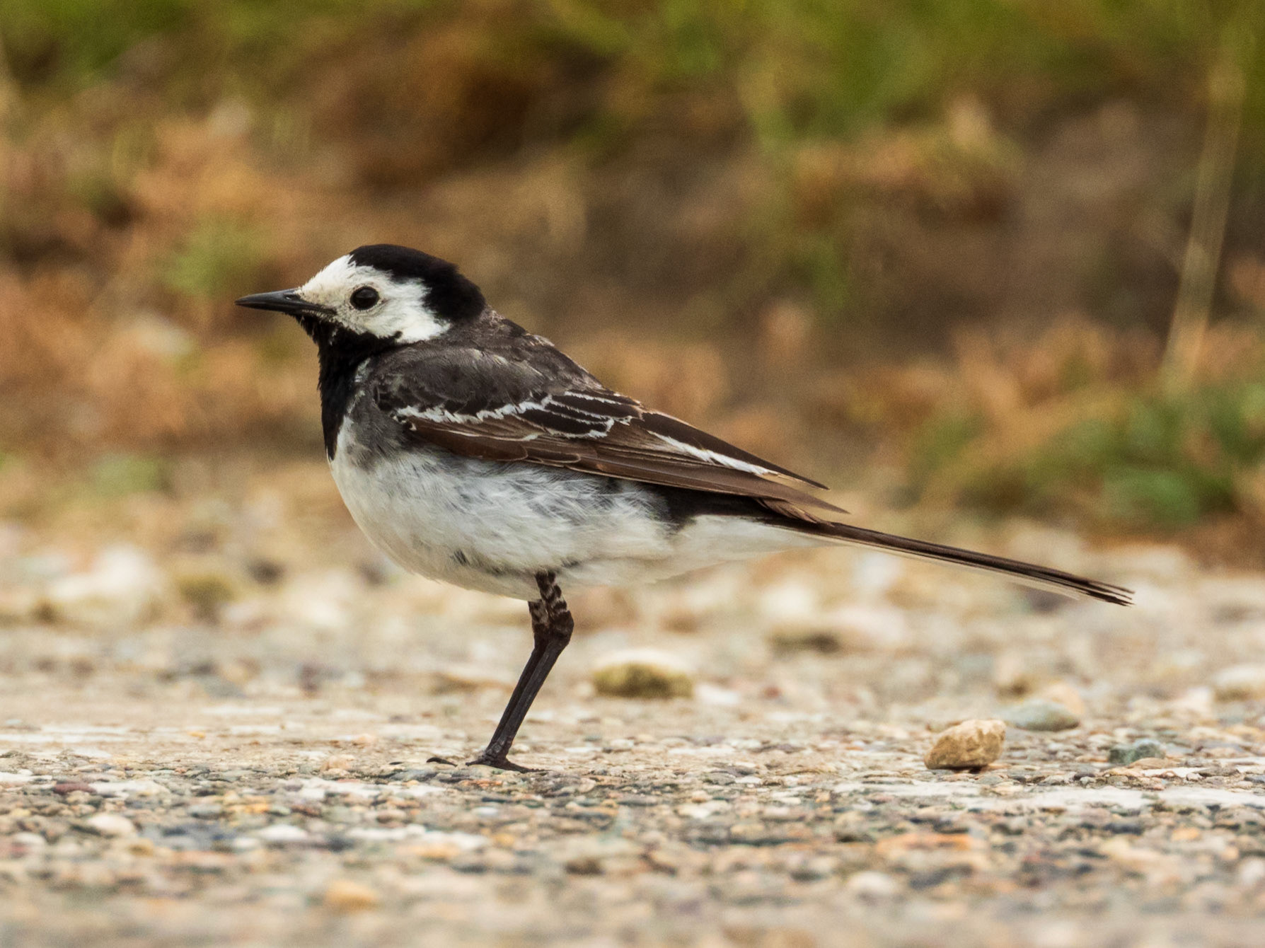 White Wagtail, South Stack RSPB Reserve