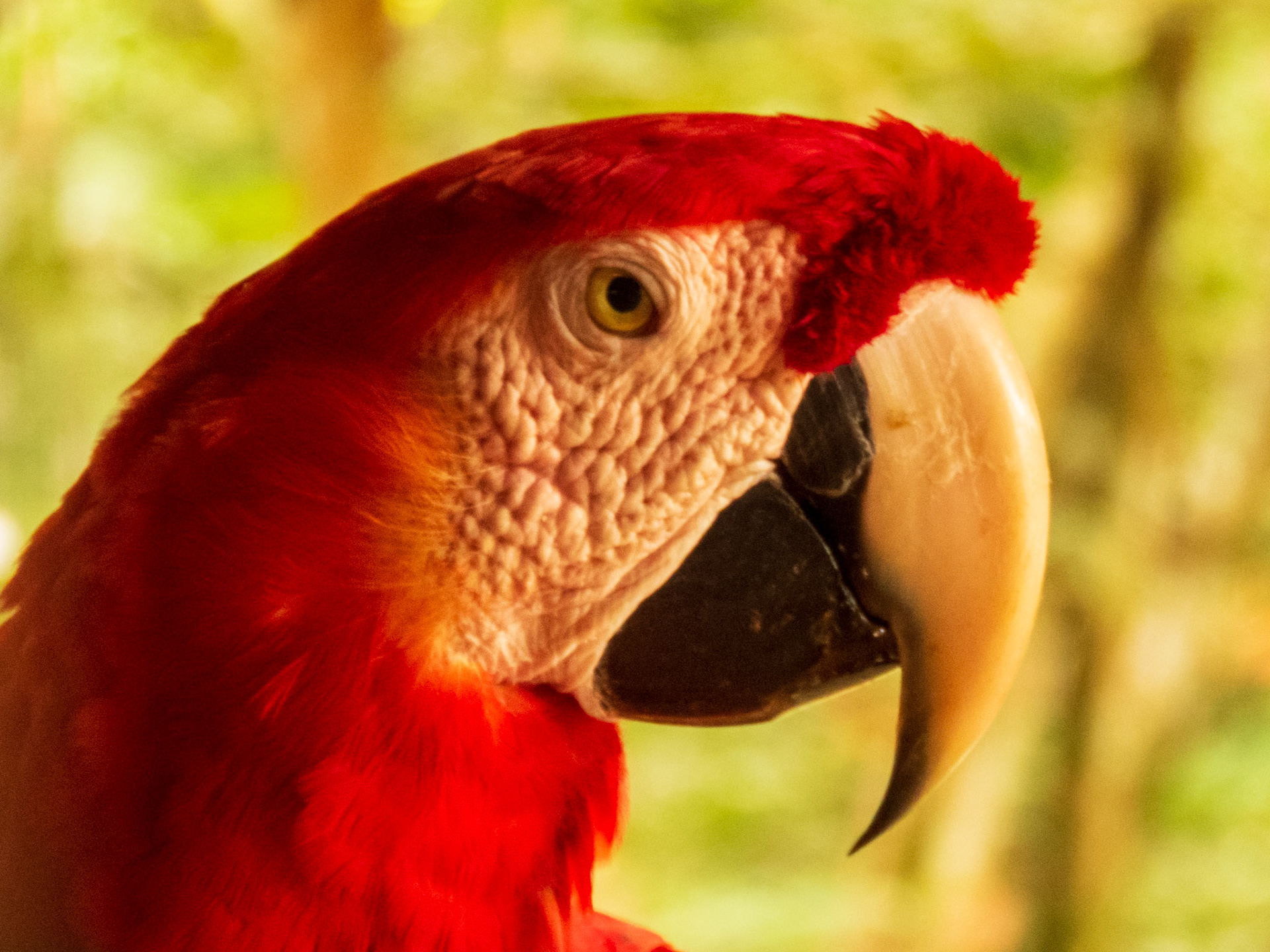 Scarlet Macaw, Tambopata Research Center